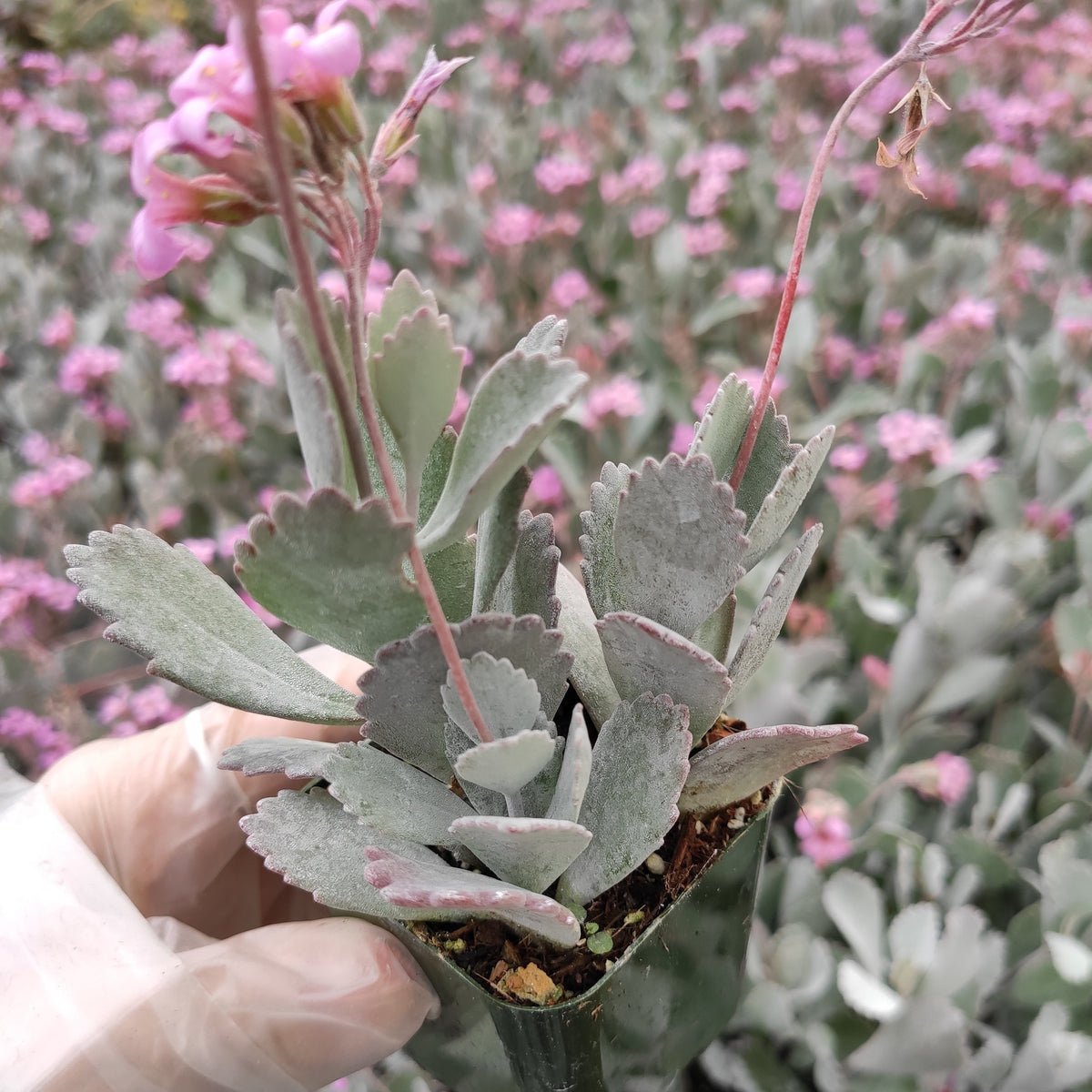 Kalanchoe pumila 'Flower Dust Plant' in gloved hand.