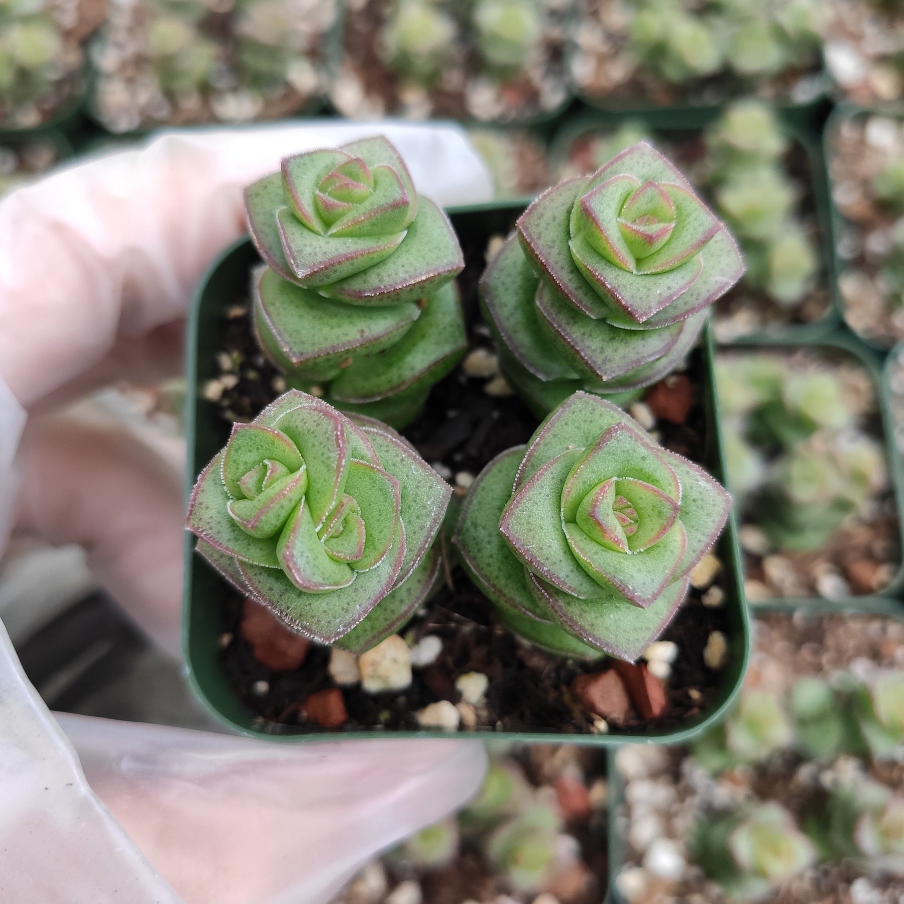 Crassula 'Jade Necklace' - Succulents Depot