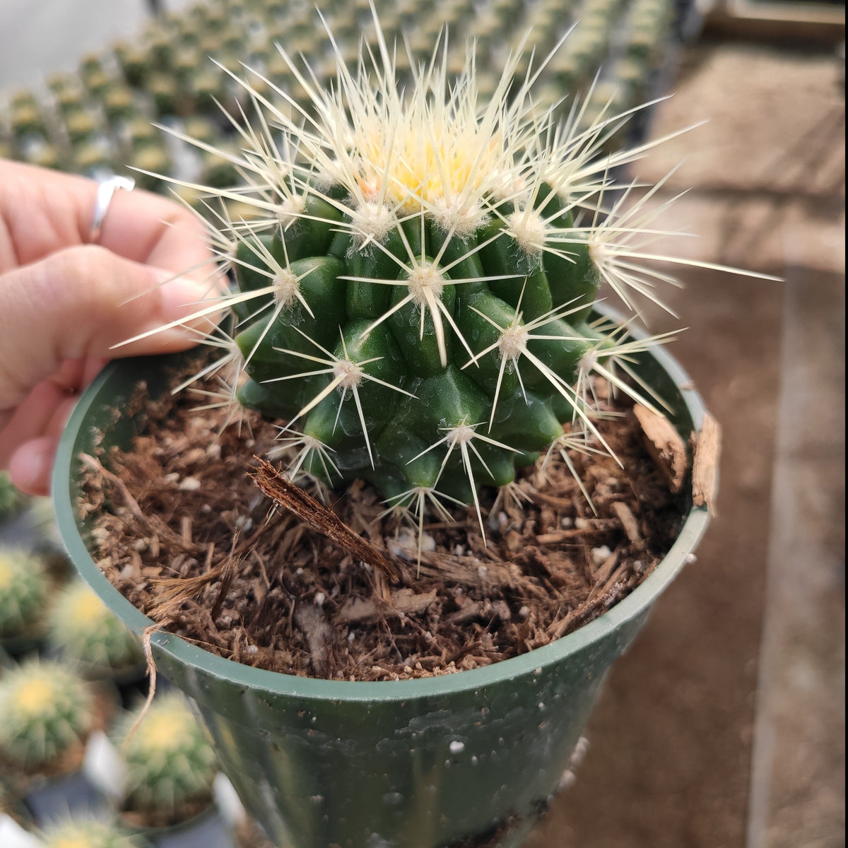 Echinocactus Golden Barrel Cactus in a small nursery pot.
