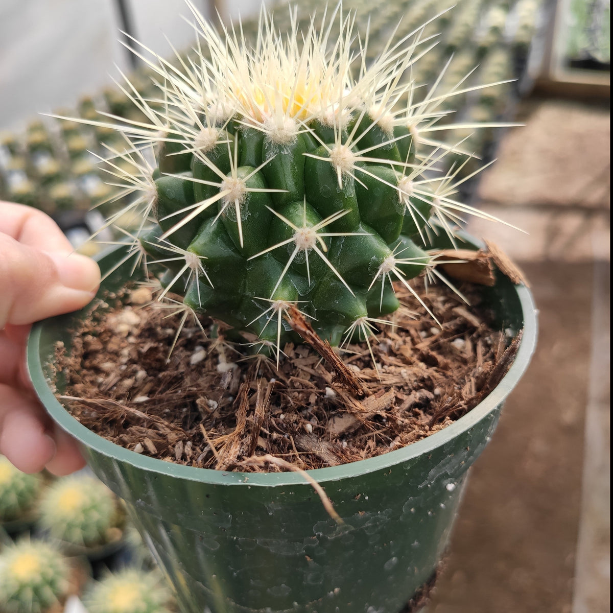Echinocactus Golden Barrel Cactus in green nursery pot.