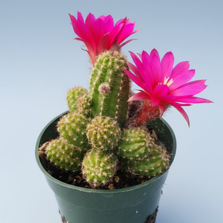 Chamaelobivia 'Rose Quartz' Peanut Cactus in bloom, nursery setting.
