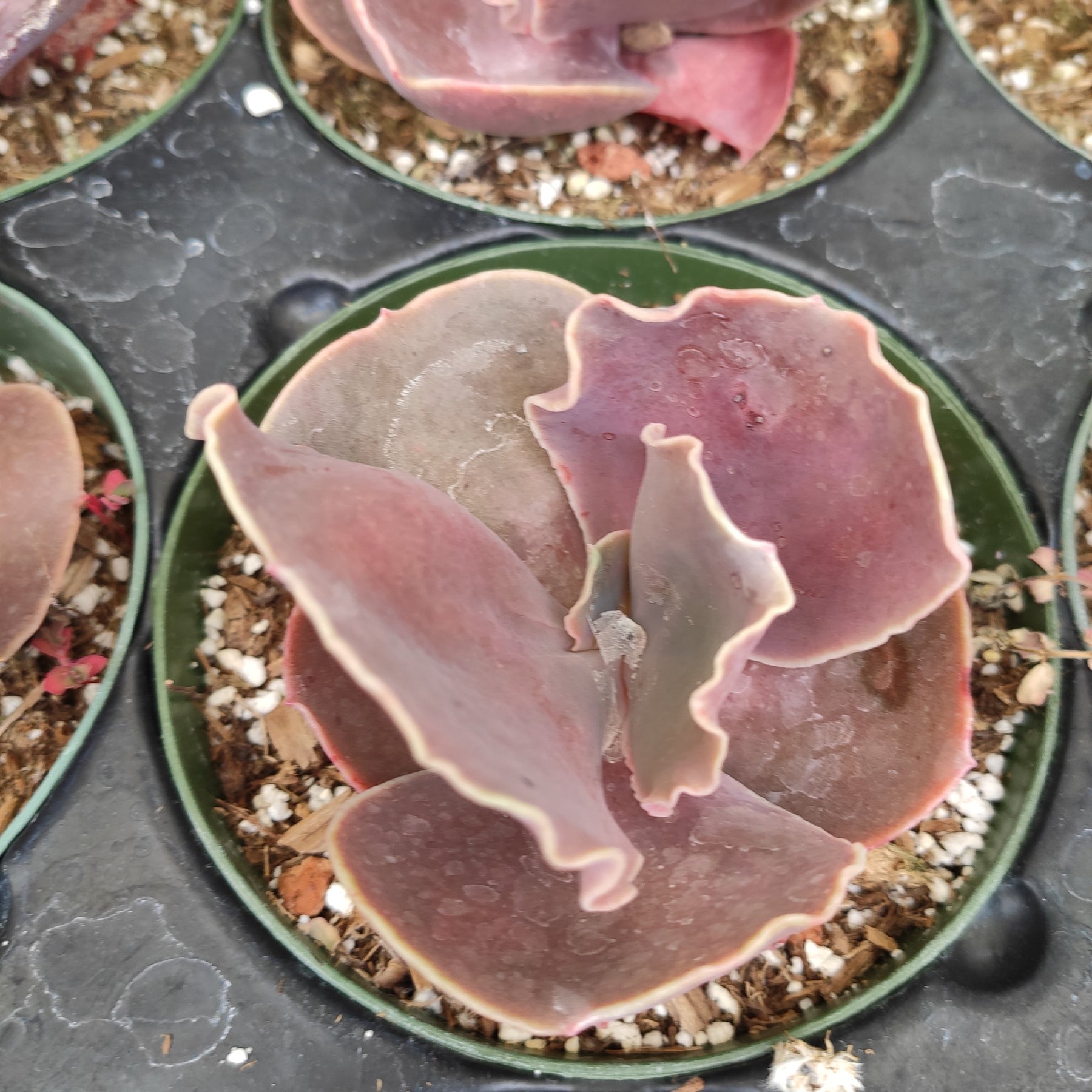 Echeveria 'Bittersweet' - Succulents Depot