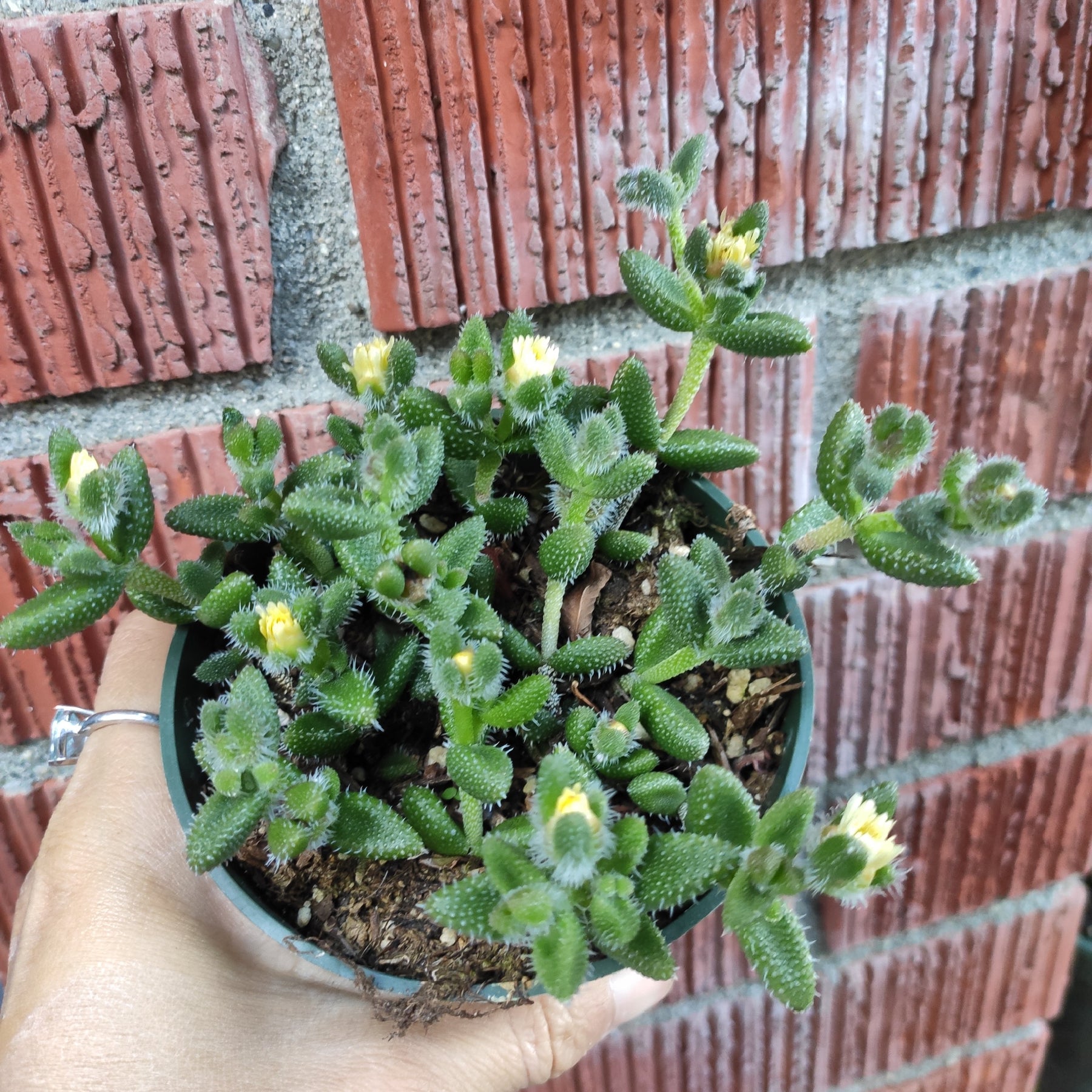 Delosperma echinatum - Pickle Plant