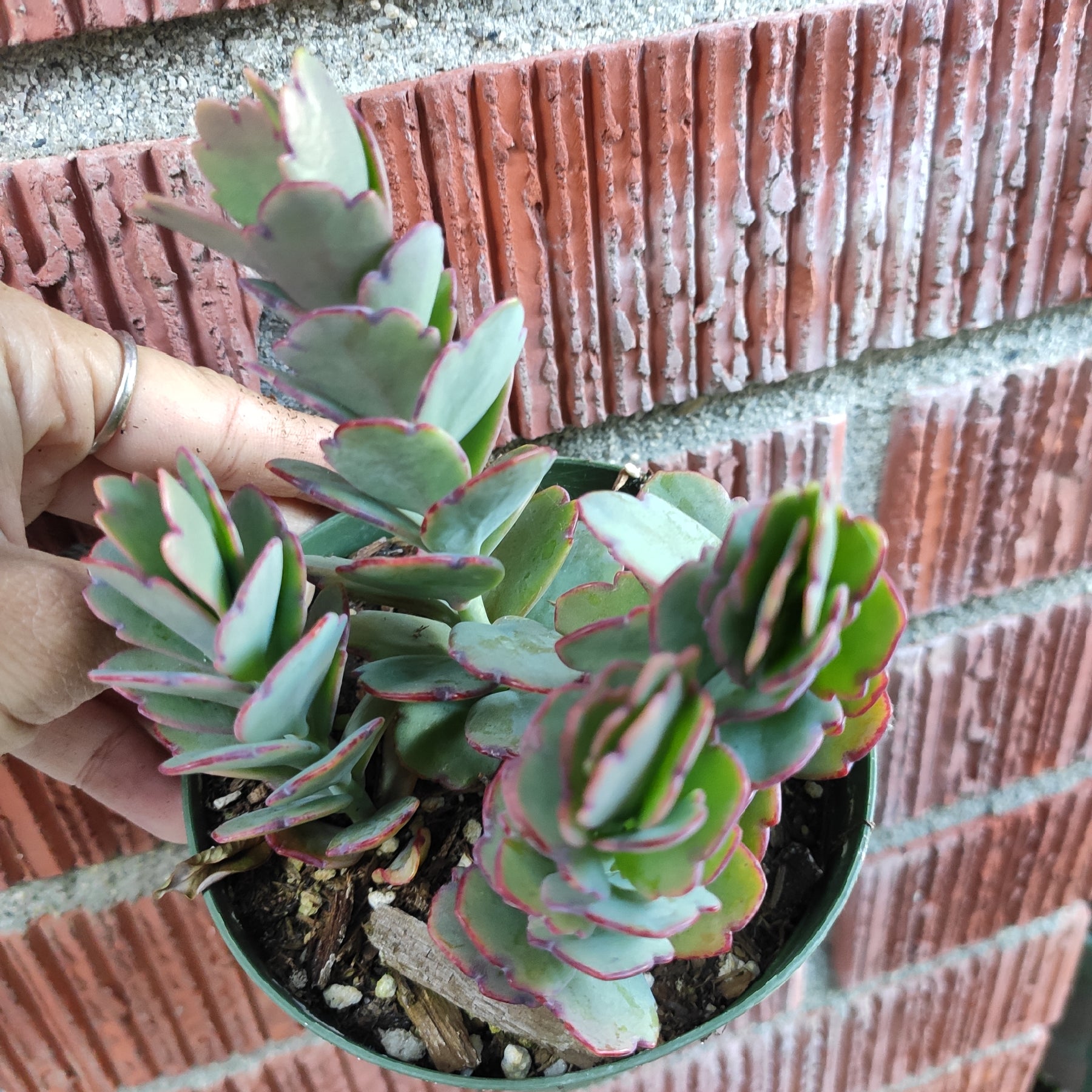 Kalanchoe fedtschenkoi 'Majestic Scallops' - Succulents Depot