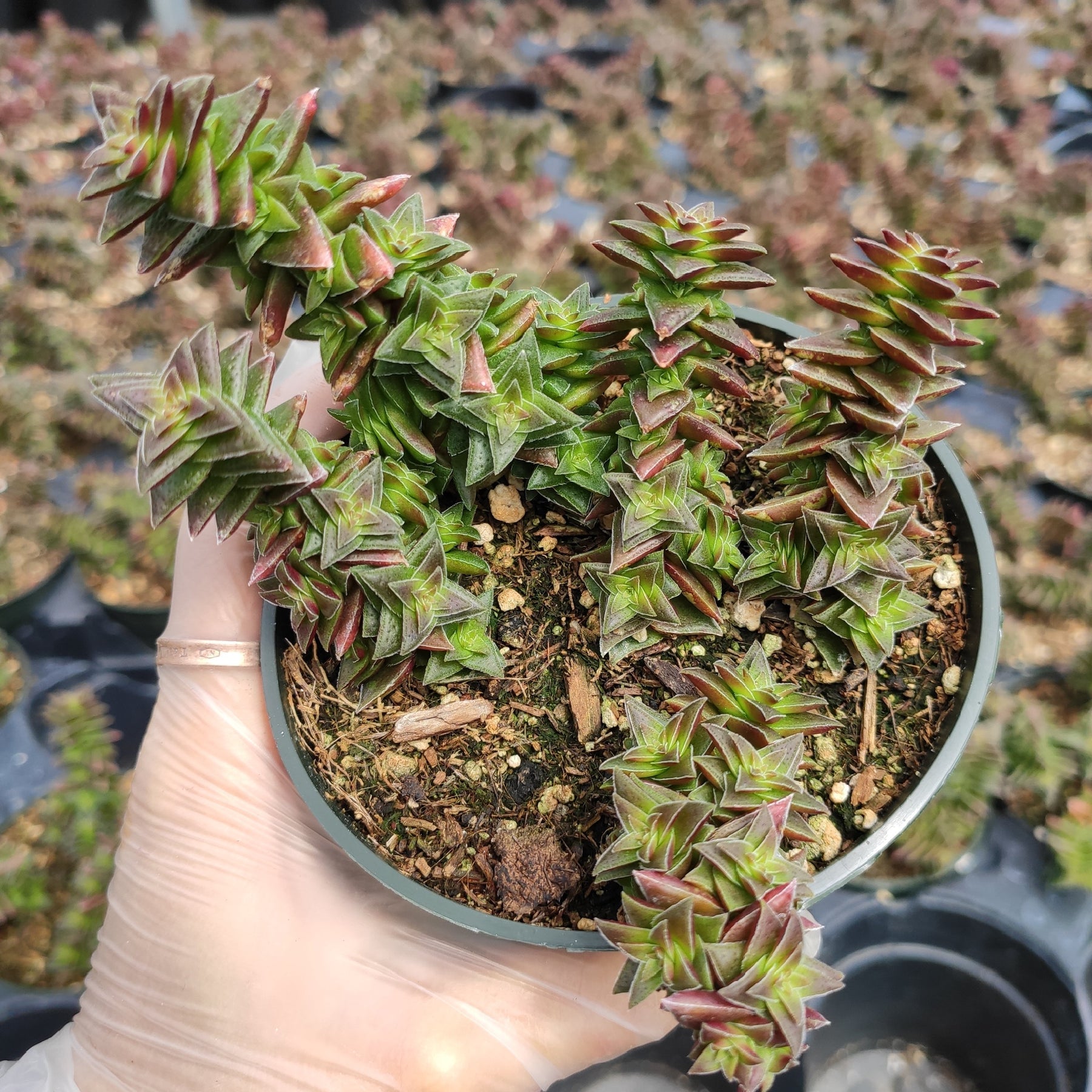 Crassula capitella subsp. thyrsiflora 'Pagoda Village'