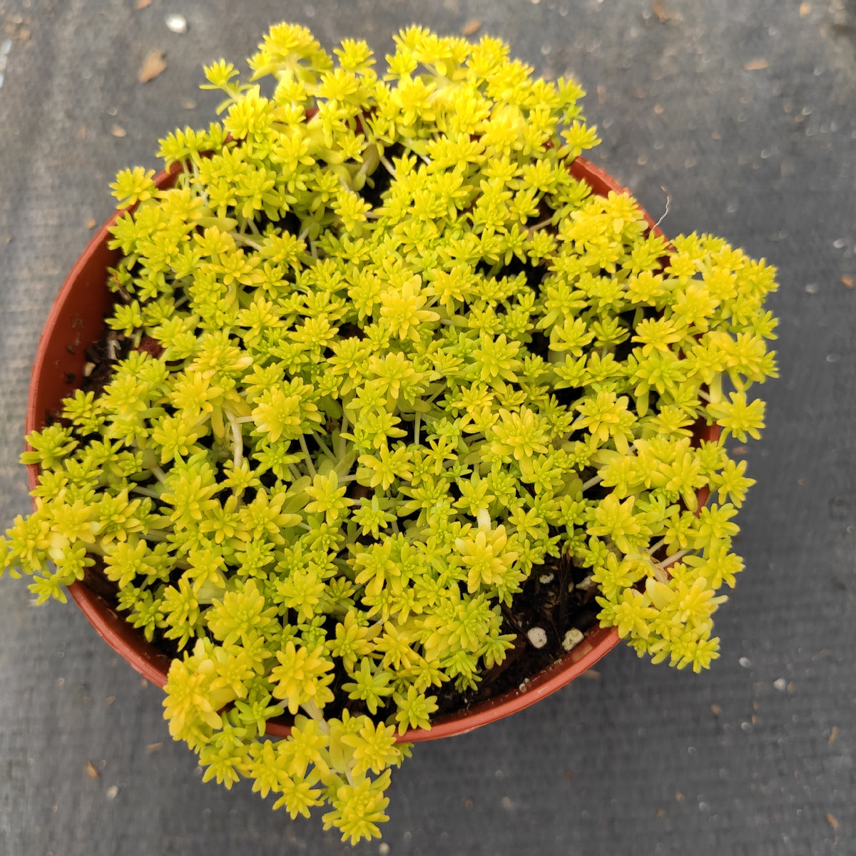 Sedum japonicum 'Tokyo Sun' in nursery pot, golden-yellow leaves.
