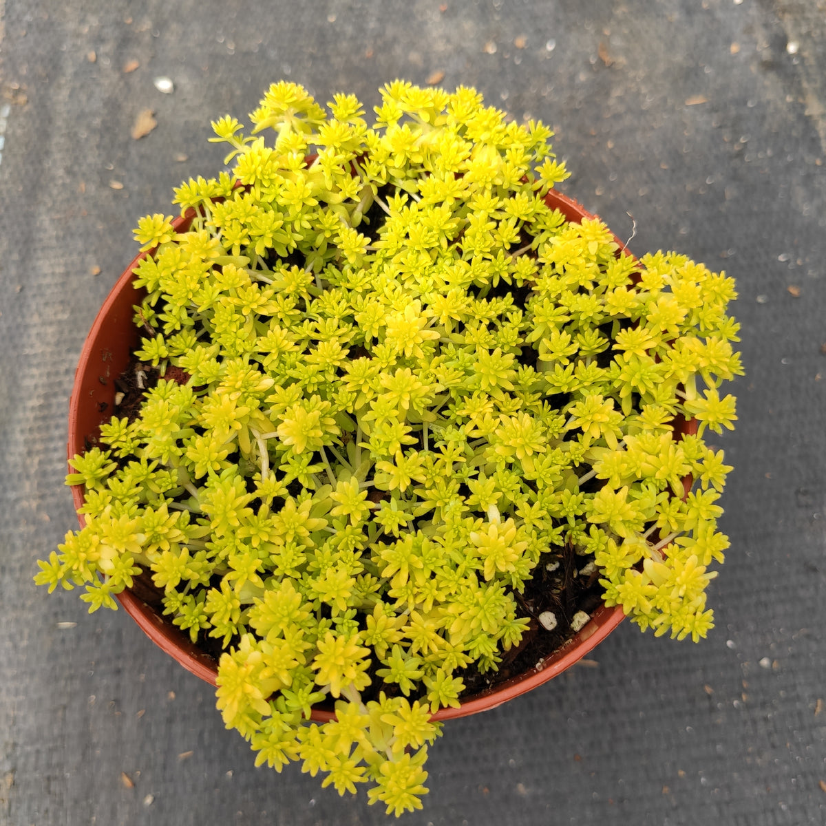Sedum japonicum 'Tokyo Sun' in ceramic pot.