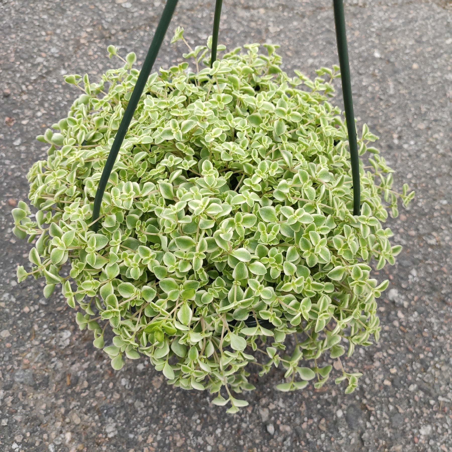 Sedum 'Little Missy' - Succulents Depot
