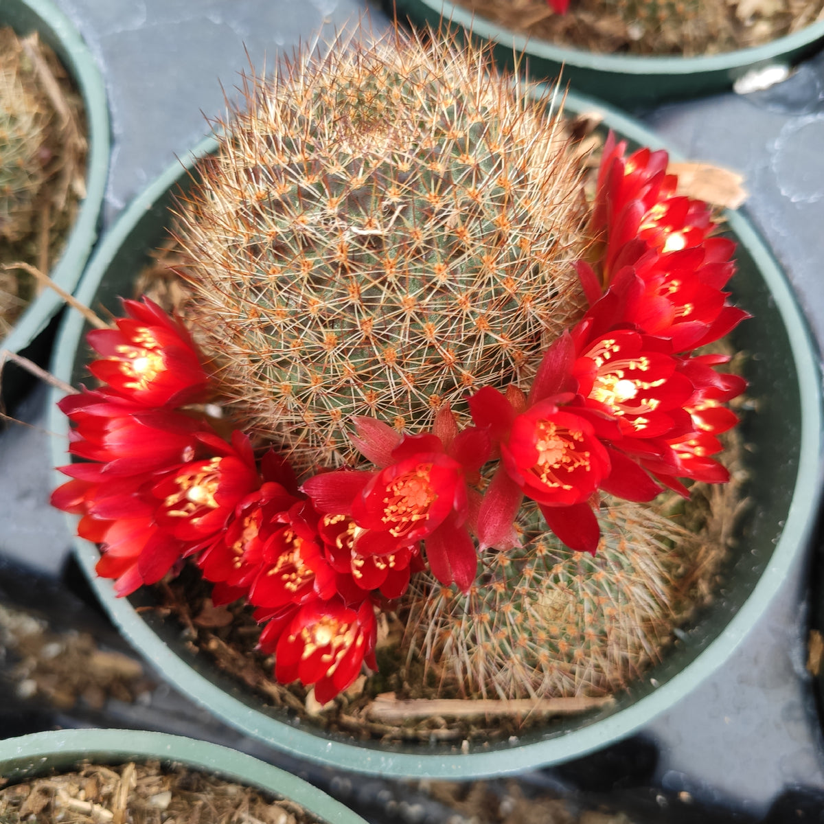 Rebutia vulpina cactus blooming with red flowers.