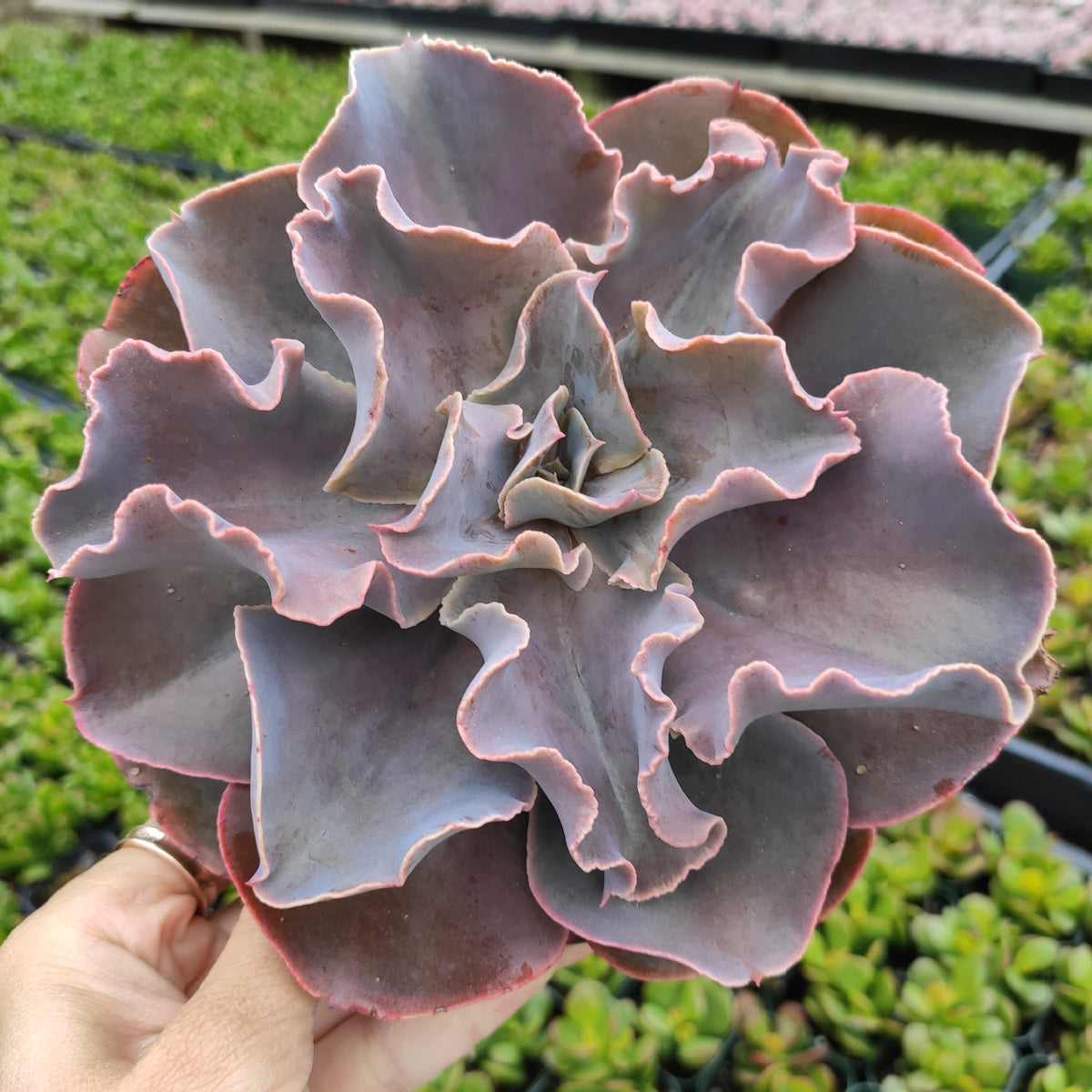 Echeveria 'Violacina' with purplish-pink, wavy leaves in hand.