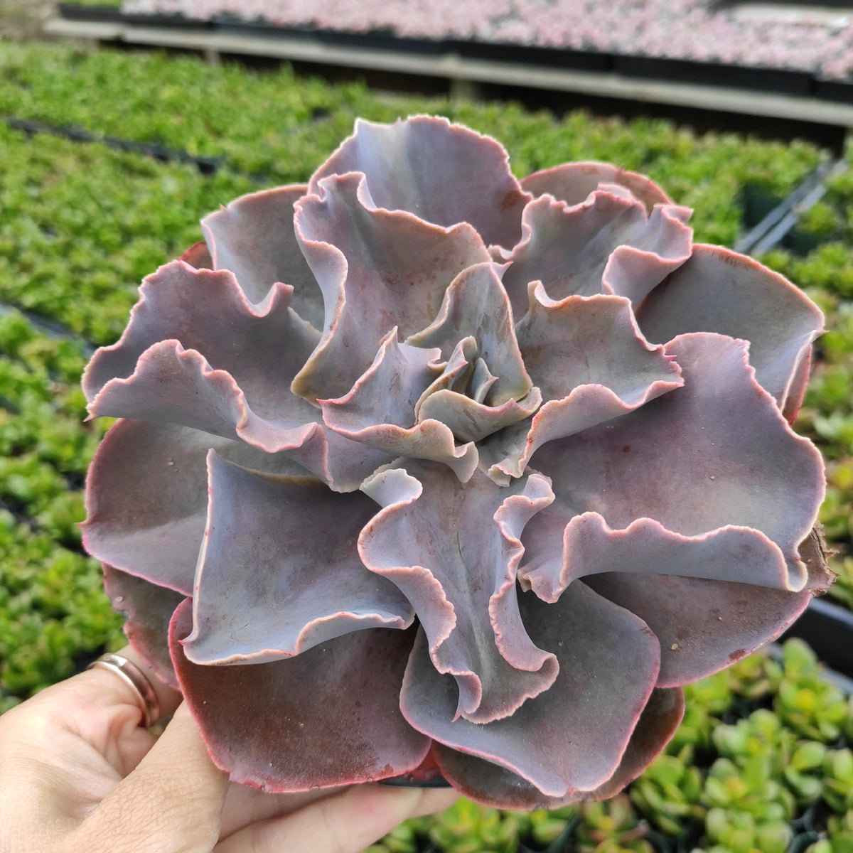 Echeveria 'Violacina' succulent held in hand.