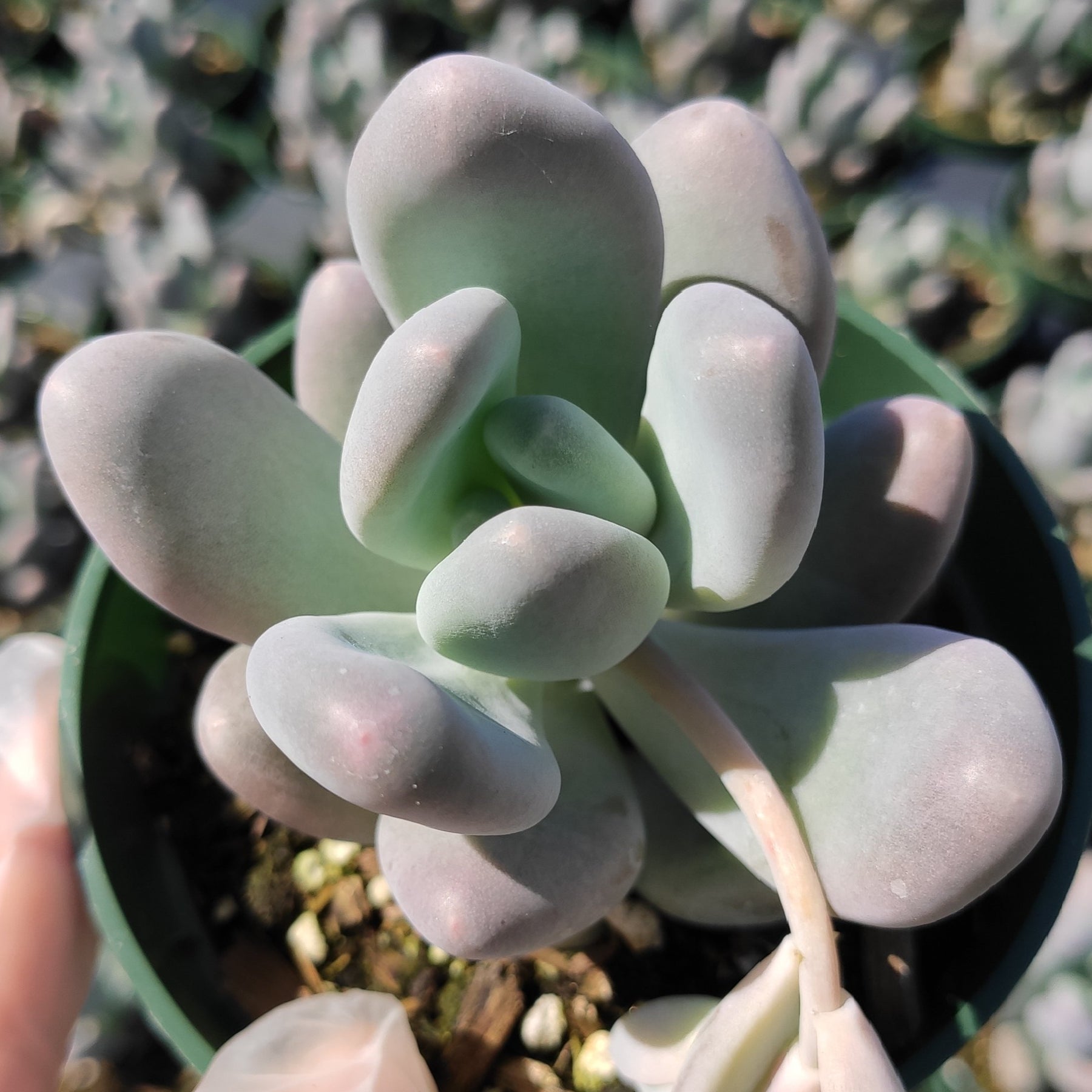 Pachyphytum oviferum - Pink Moonstone - Succulents Depot