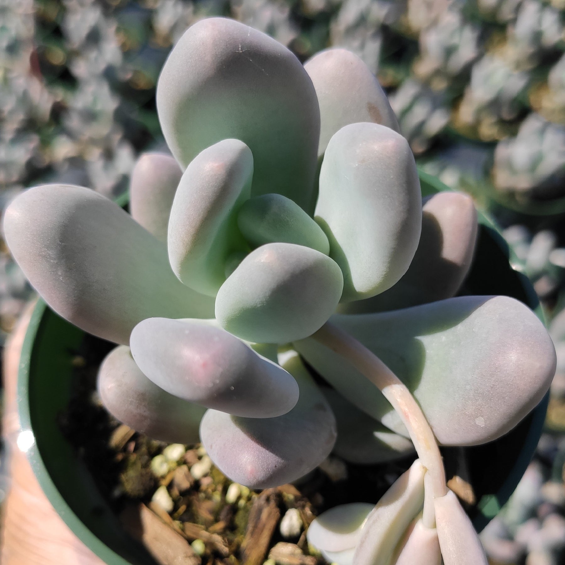 Pachyphytum oviferum - Pink Moonstone - Succulents Depot
