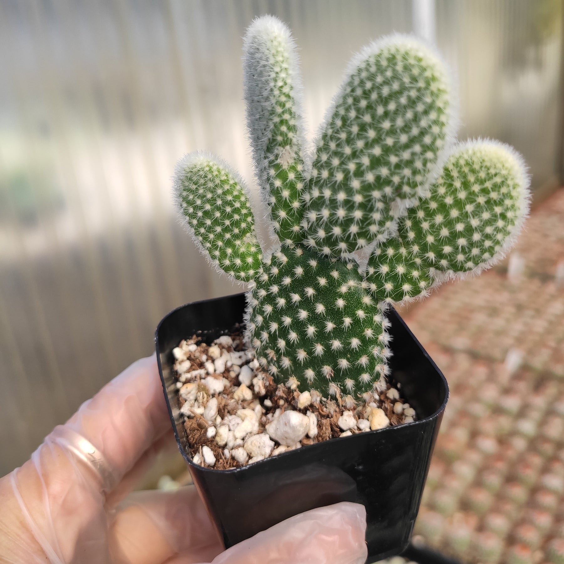 Opuntia microdasys var. albospina 'White Bunny Ears' - Succulents Depot