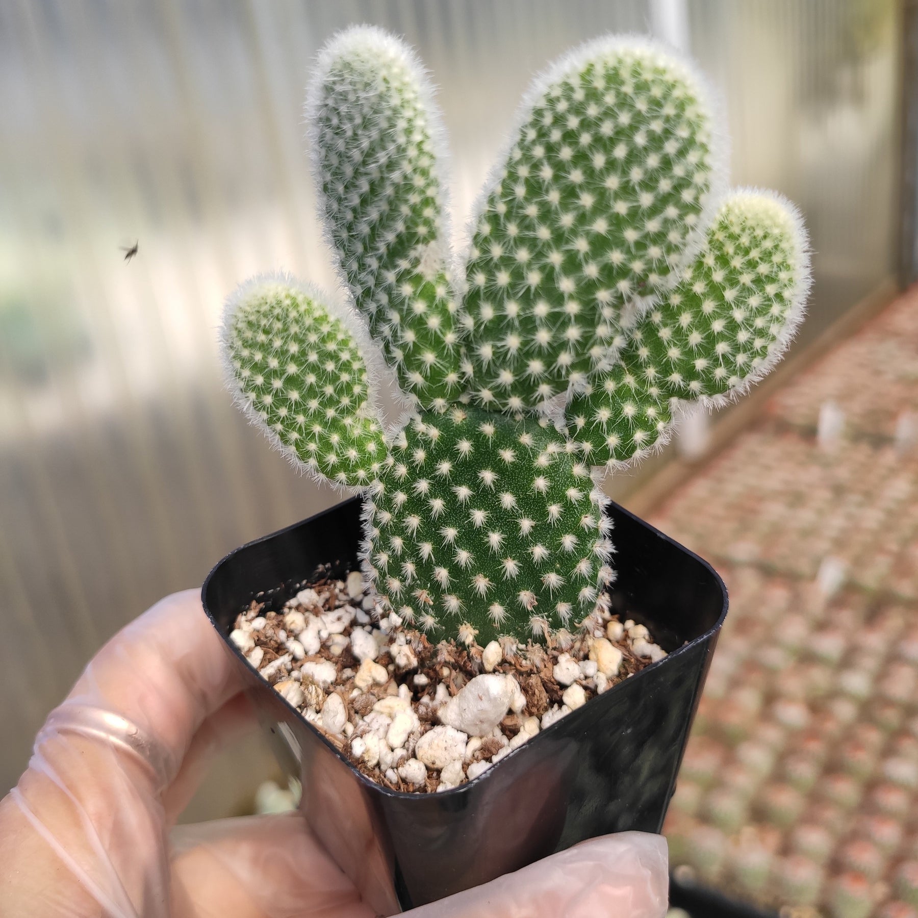 Opuntia microdasys var. albospina 'White Bunny Ears' - Succulents Depot