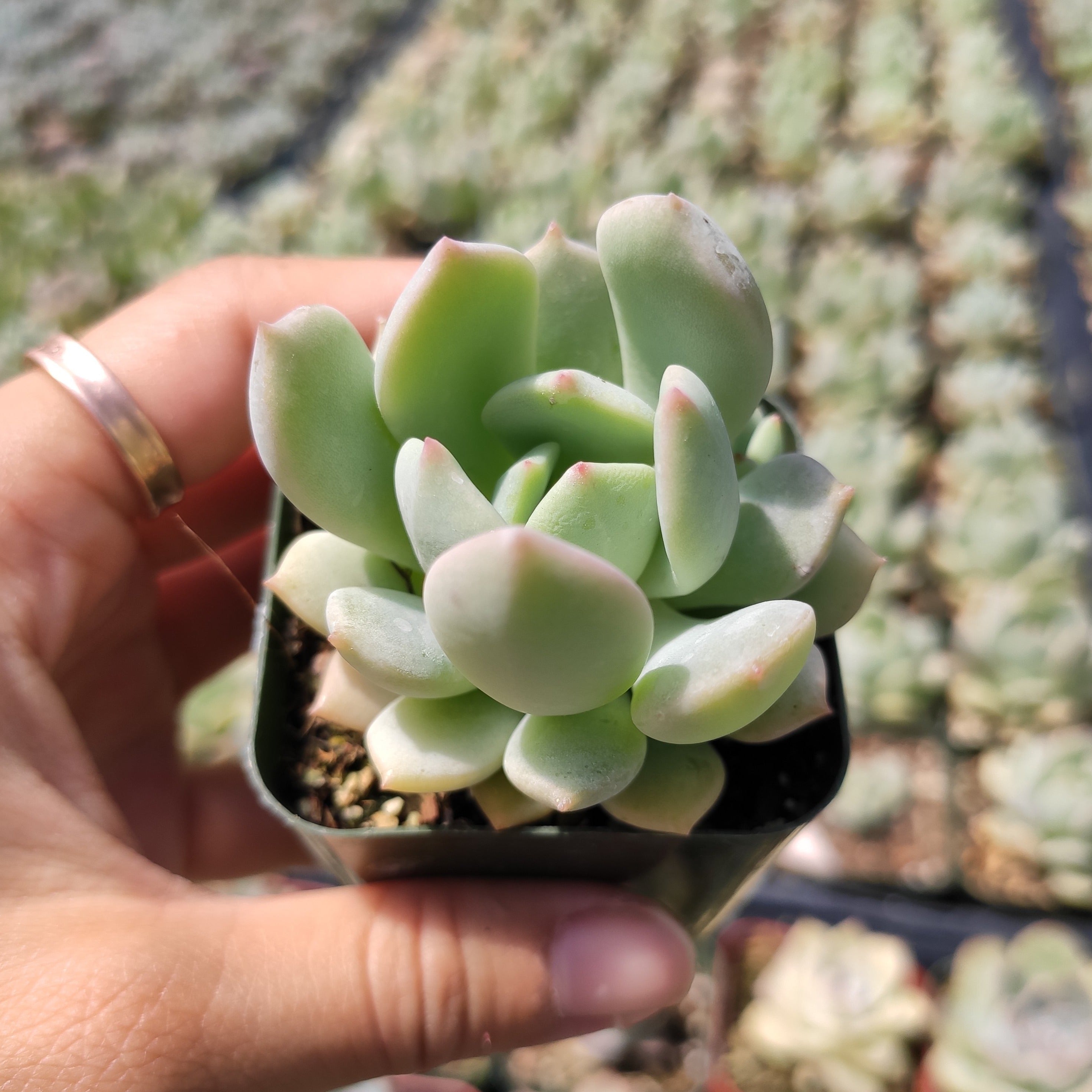 moonglow succulent Echeveria 'Moonglow' 2 Inch