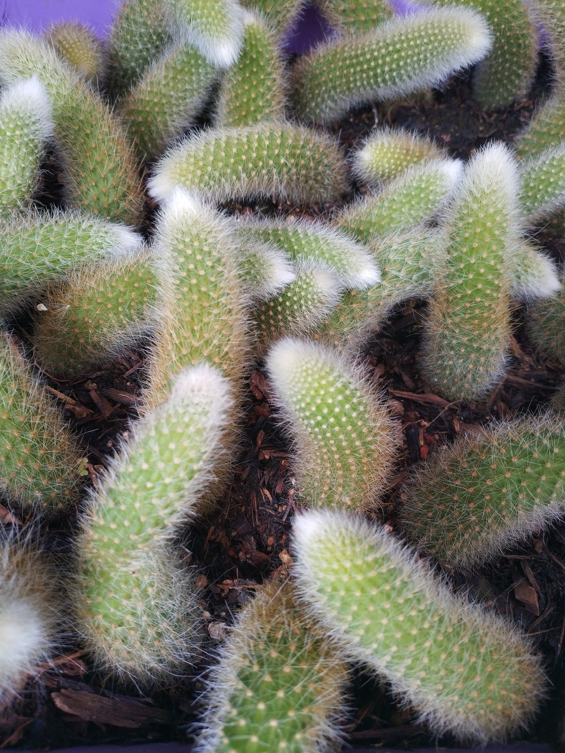 Monkey Tail Cactus Hildewintera colademononis - Succulents Depot