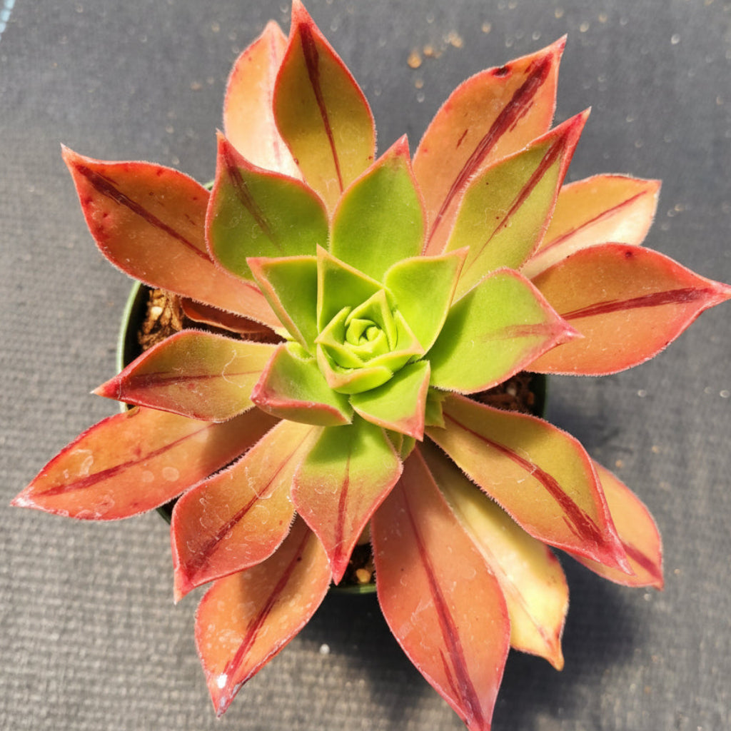 Aeonium leucoblepharum 4 Inch #B