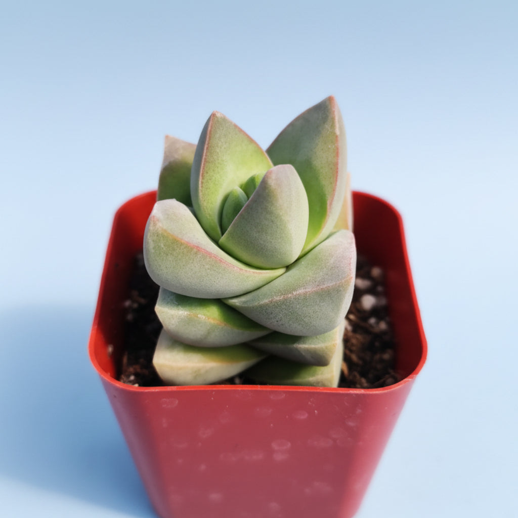 Crassula 'Moonglow' succulent in red pot, hand-held.