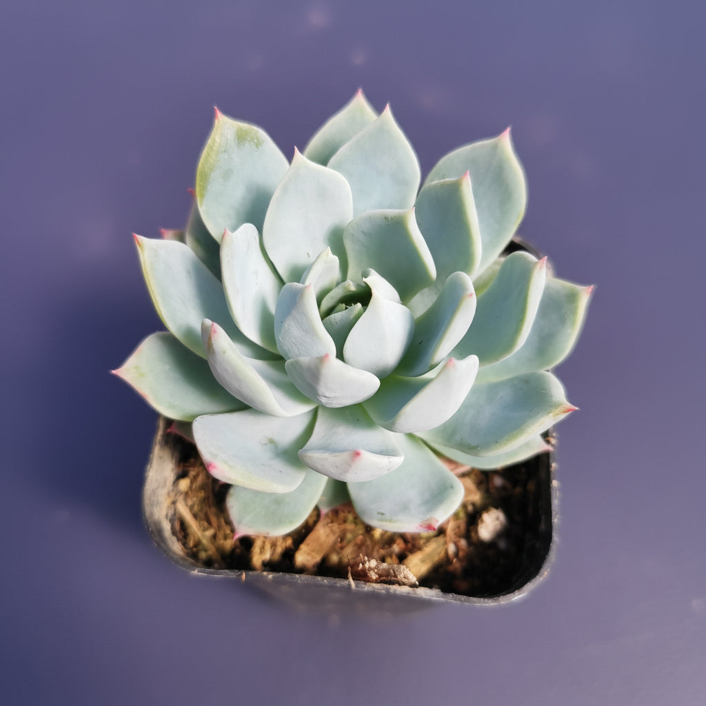 Echeveria 'Blue Mist' succulent in hand.