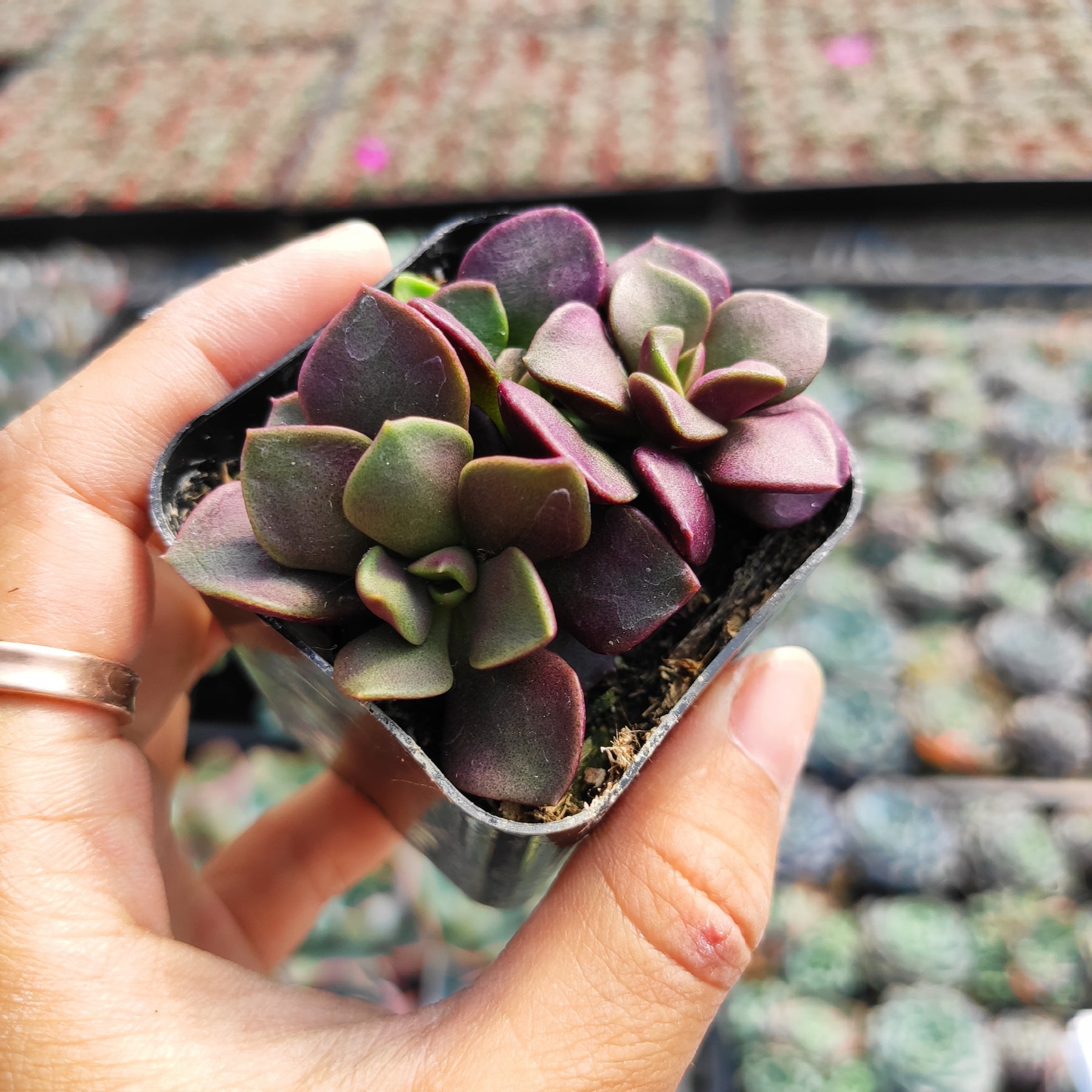 Anacampseros telephiastrum Burgundy - Succulents Depot