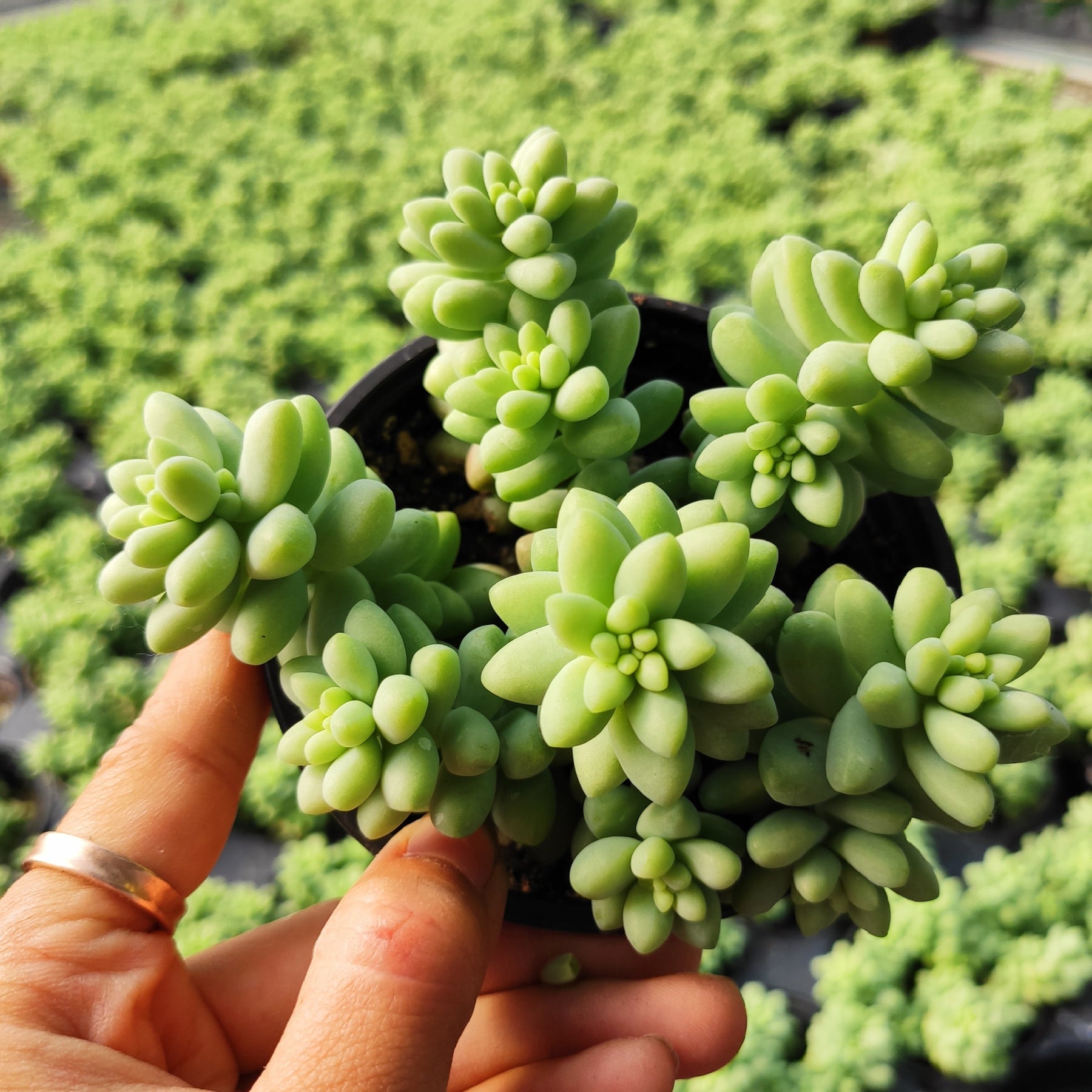 Sedum Burrito Donkey Tail - Succulents Depot