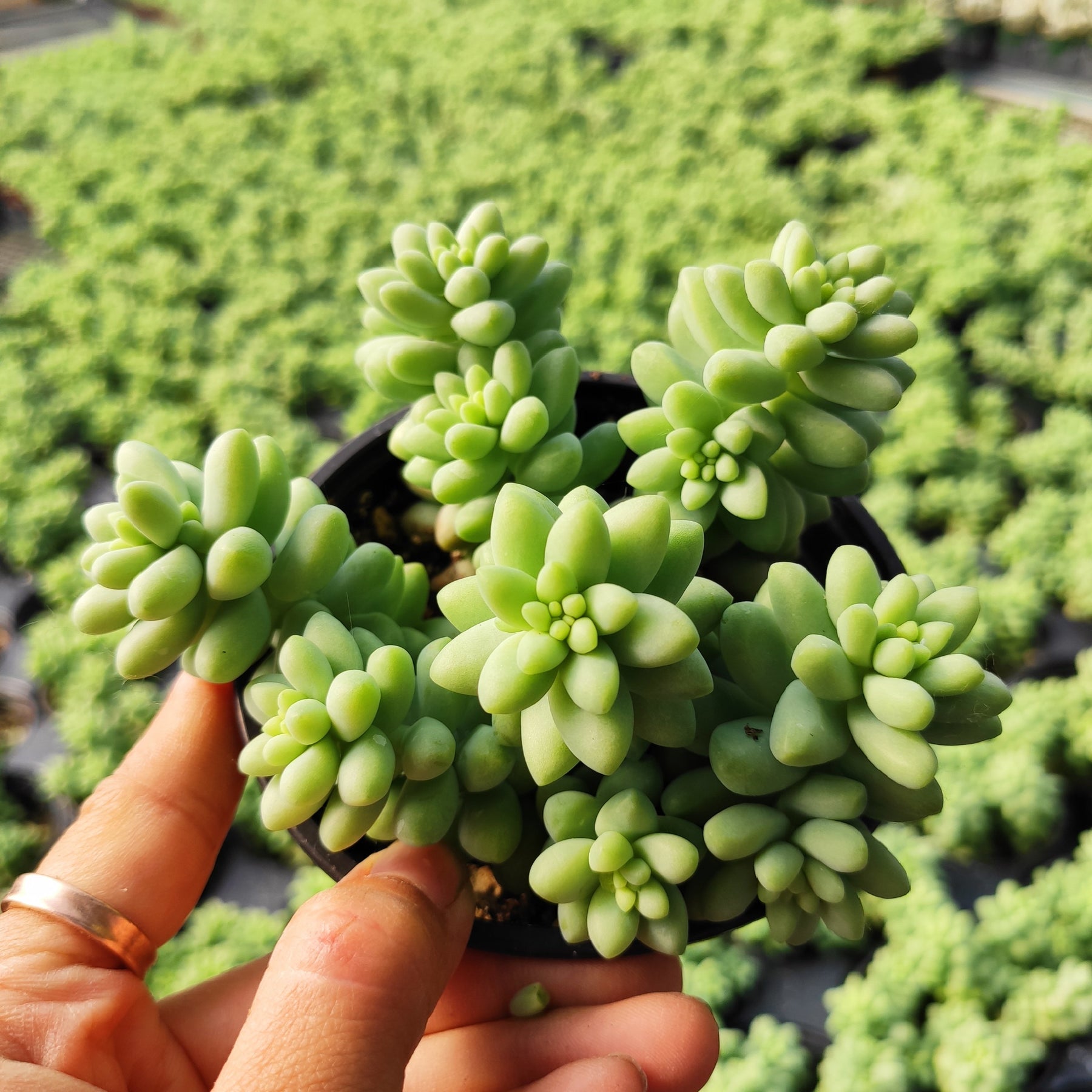 Sedum Burrito Donkey Tail - Succulents Depot