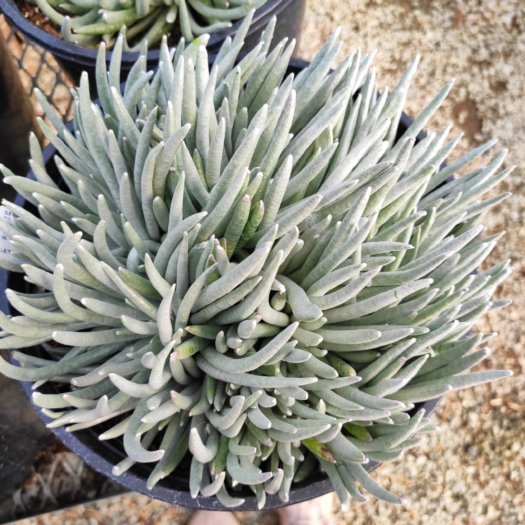 Senecio scaposus - Succulents Depot