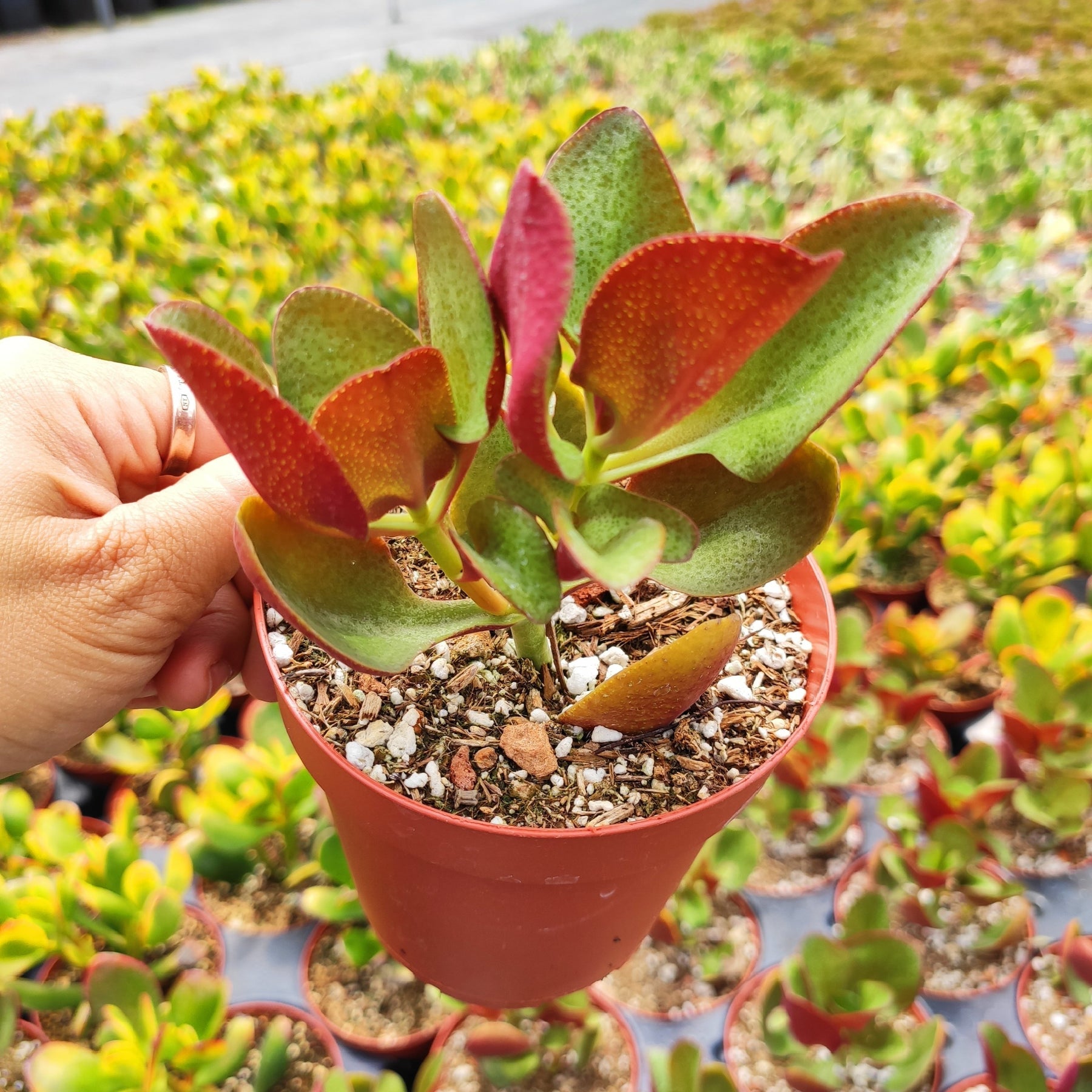 Crassula streyi 'Pondo Cliff' - Succulents Depot