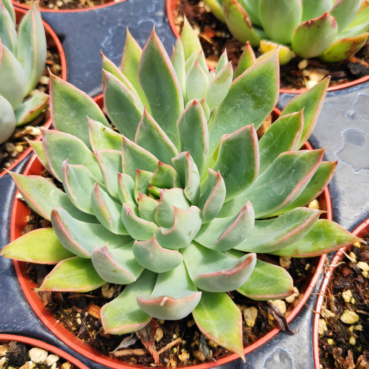 Echeveria 'Starlite' succulent in nursery tray.