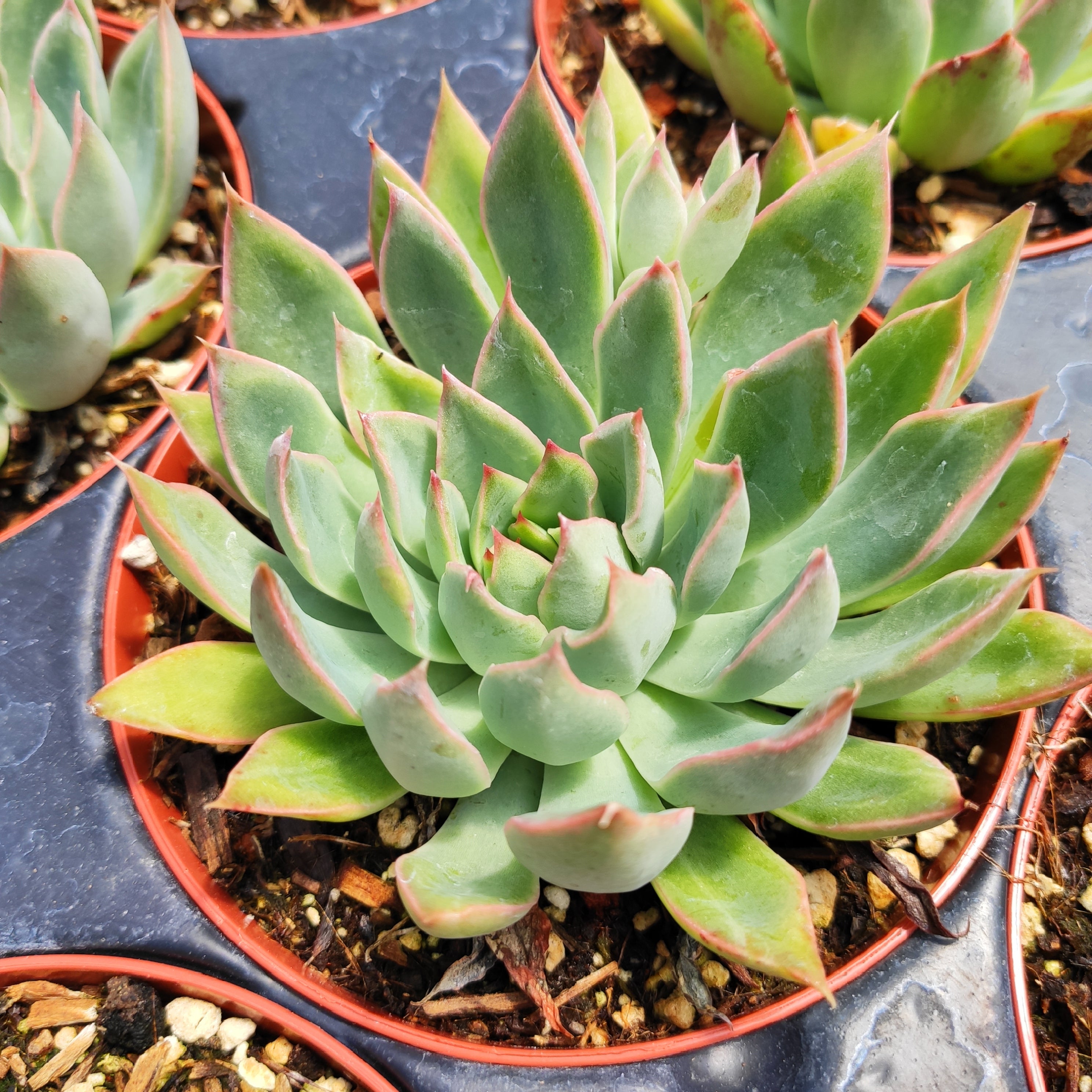 faux succulent plant 3-Pack Echeveria Elegans Artificial Succulents In Ceramic Pot 3