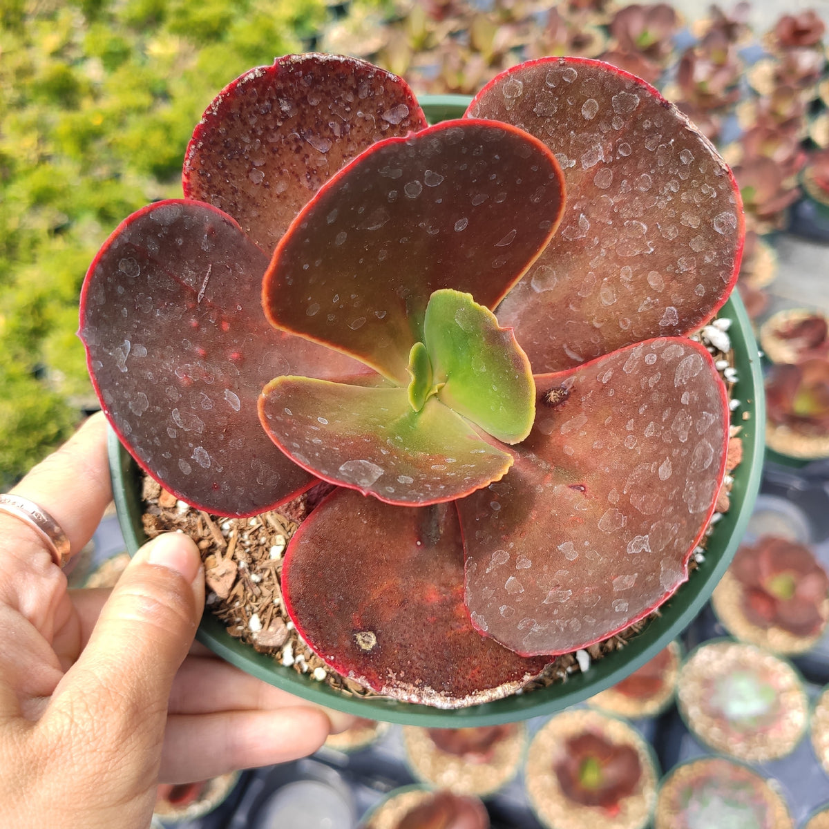 Echeveria 'Mahogany Rose' with thick, burgundy leaves in pot.