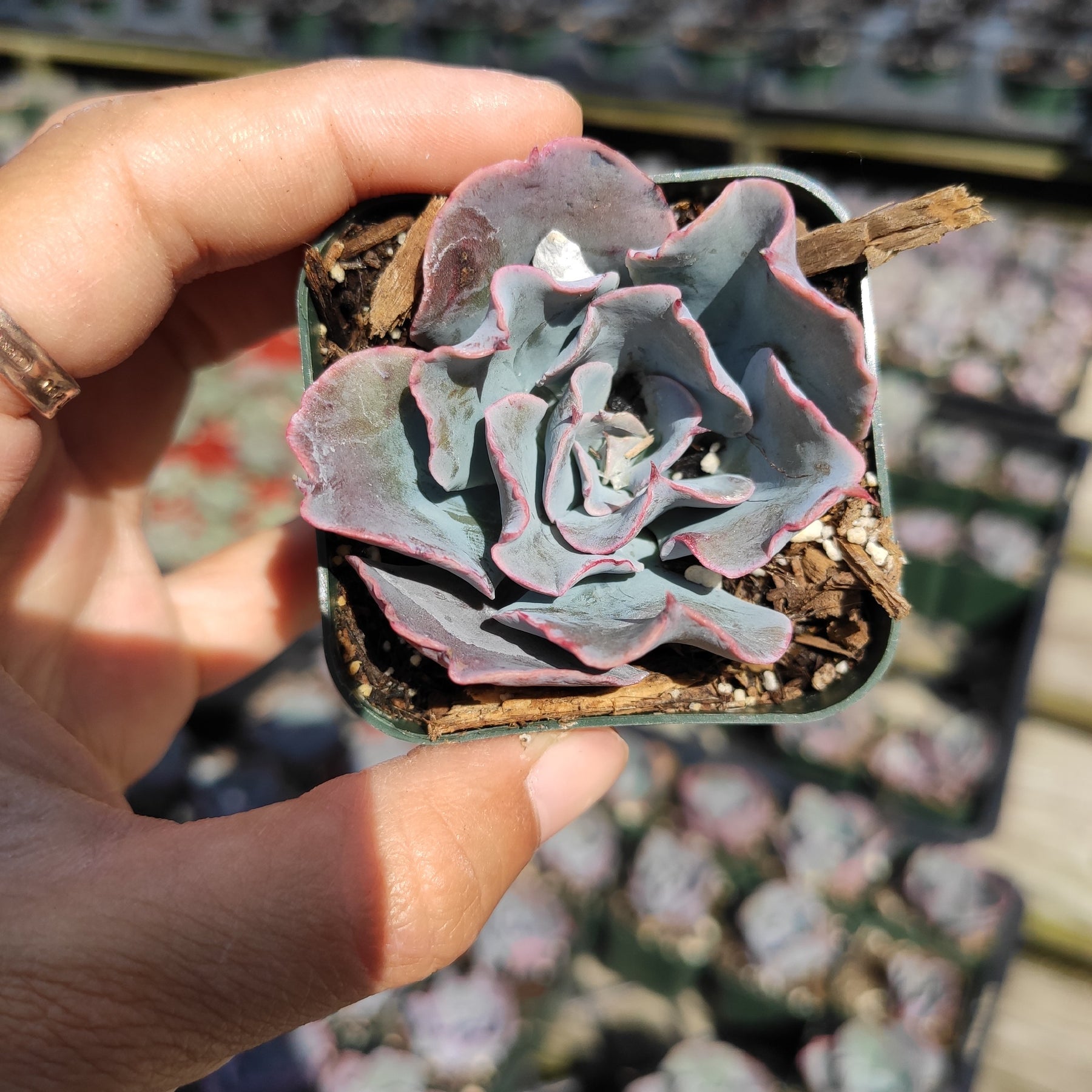 Echeveria 'Blue Waves' - Succulents Depot