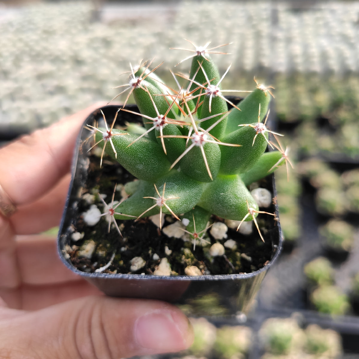 Mammillaria Longimamma cactus in hand, showcasing its spines.