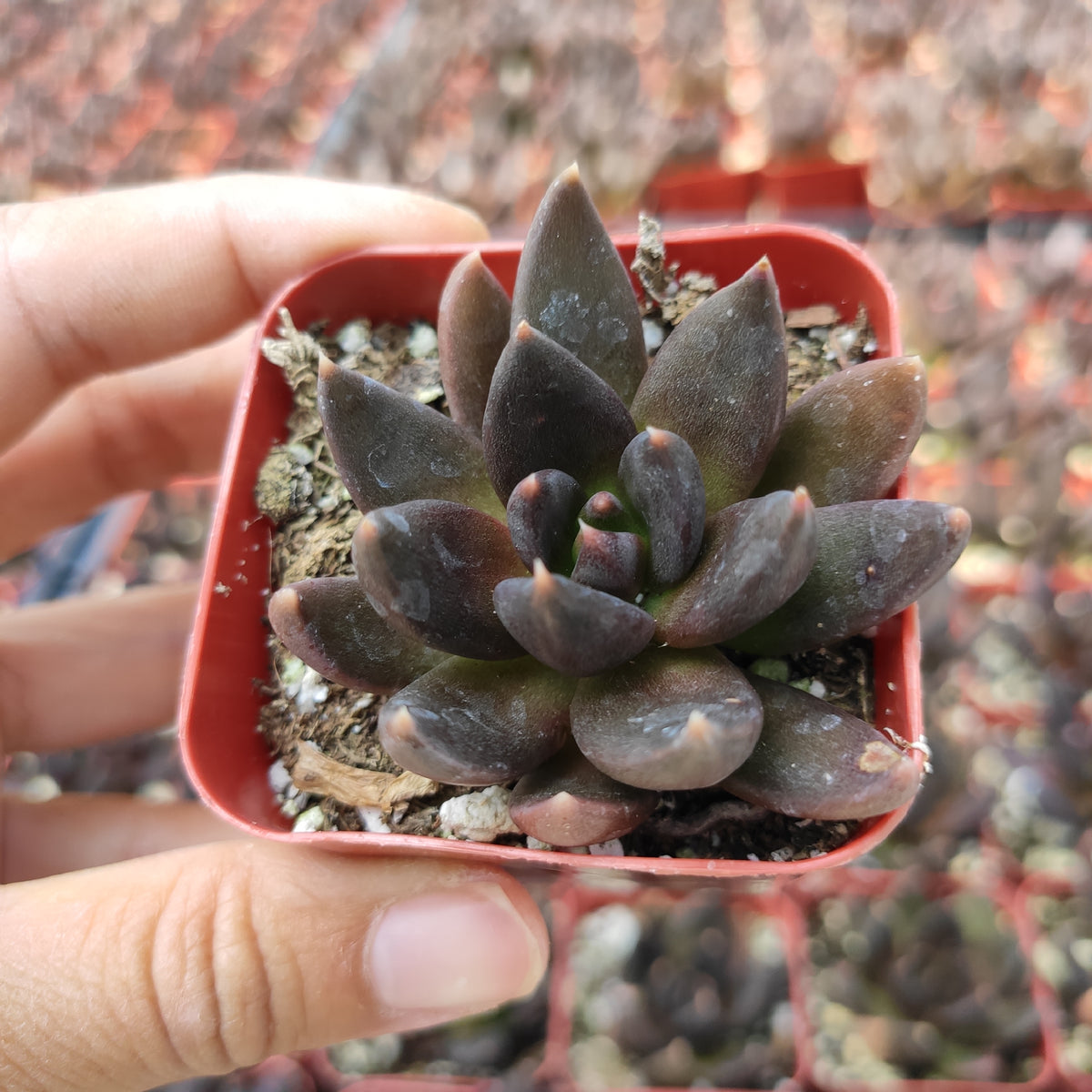 Echeveria 'Black Prince' in a red pot.