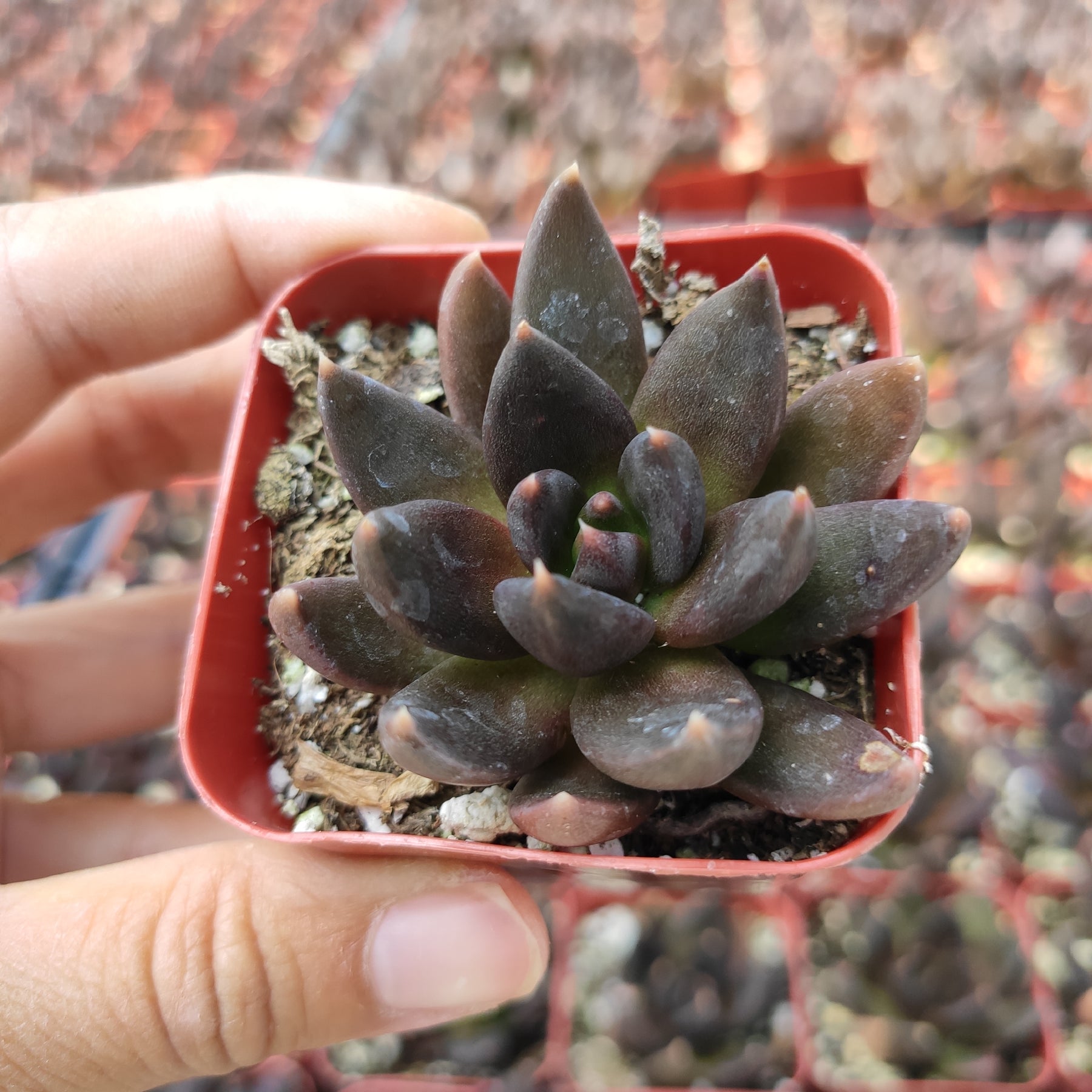 Echeveria 'Black Prince' - Succulents Depot