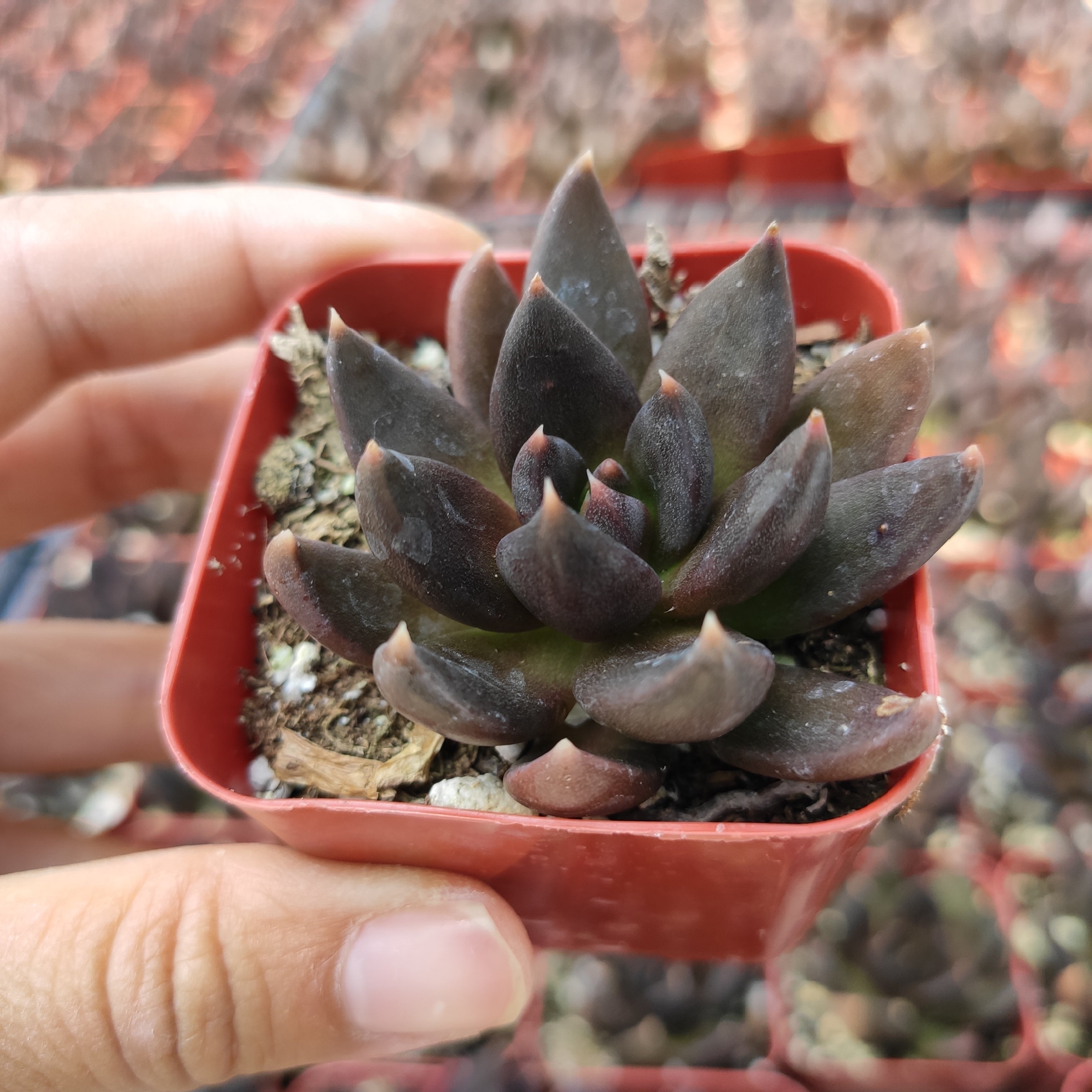 Echeveria 'Black Prince'