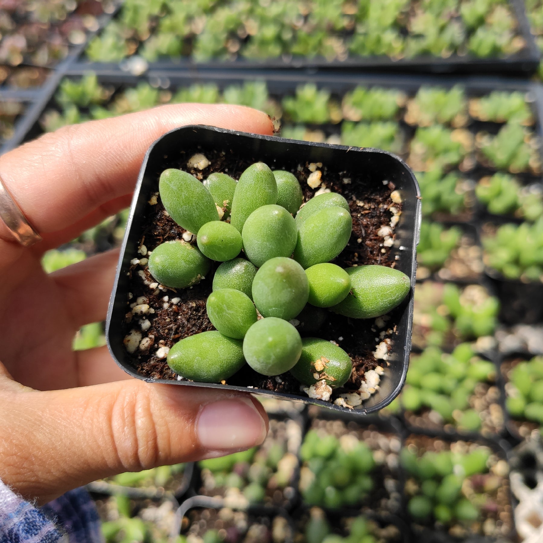 Adromischus oviforme - Succulents Depot