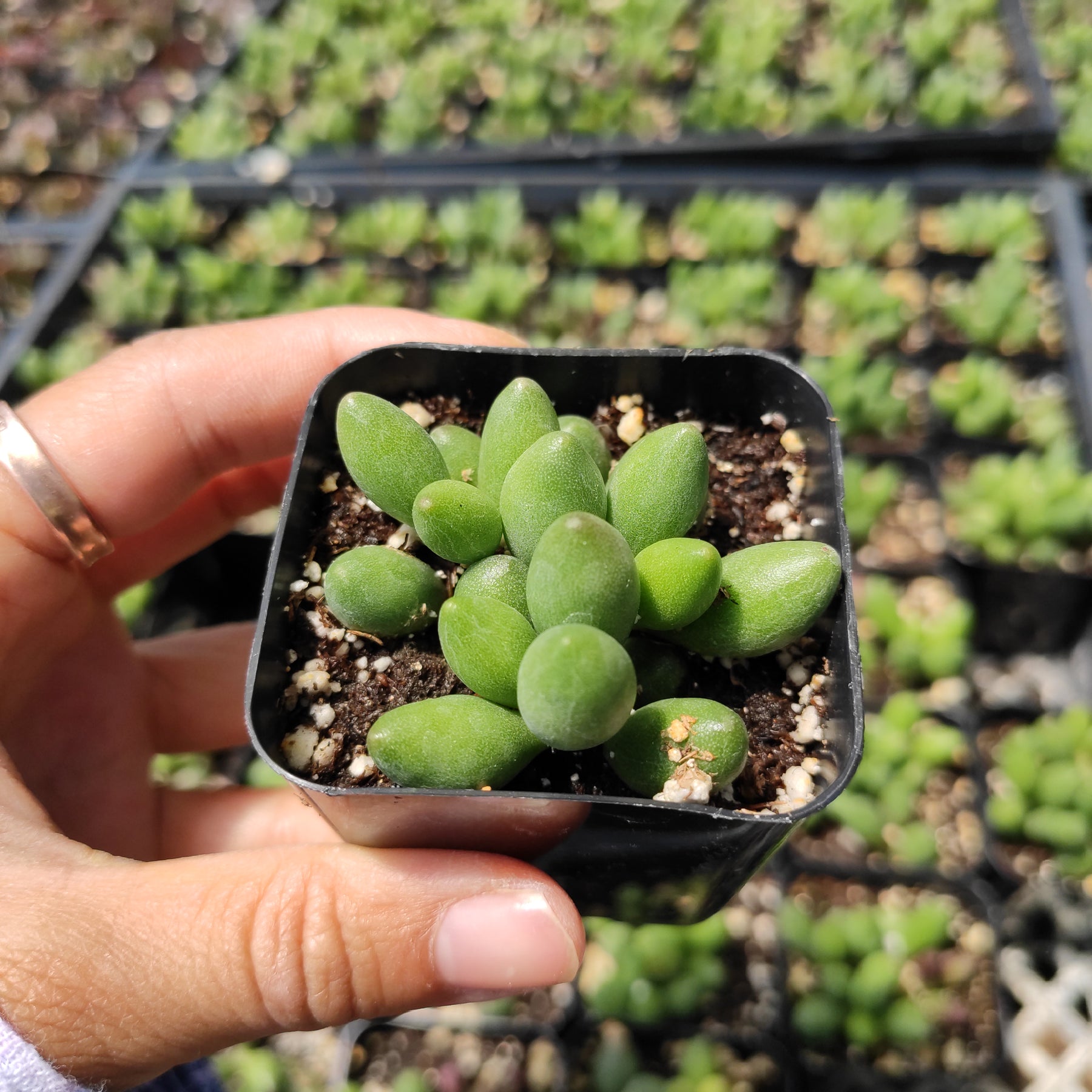 Adromischus oviforme - Succulents Depot