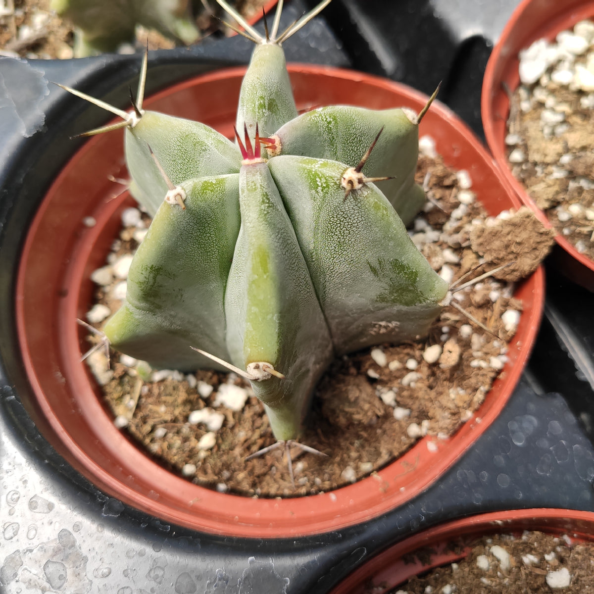 Stenocereus pruinosus cactus in nursery pot with spines.