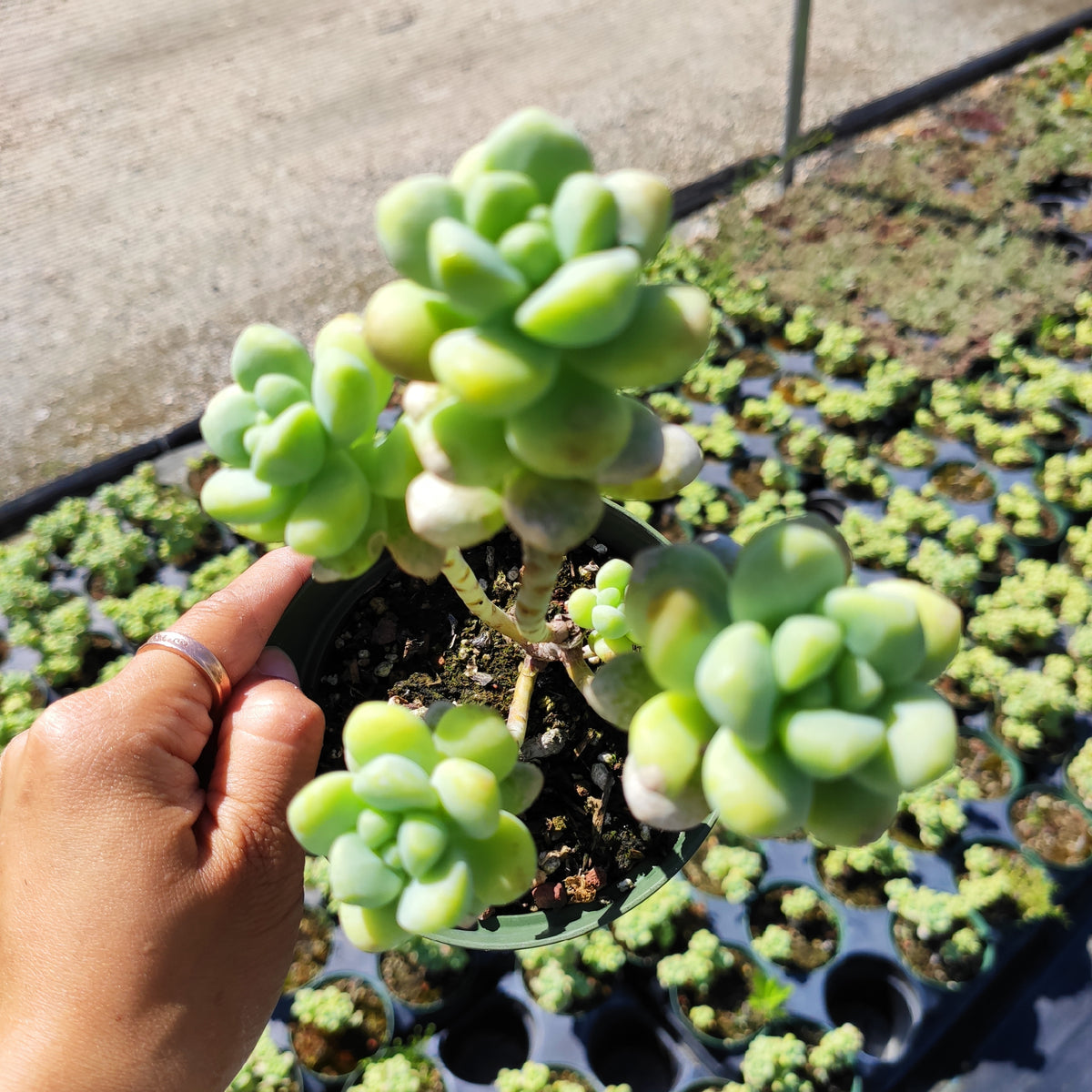Sedum treleasei succulent in hand, nursery pot visible.