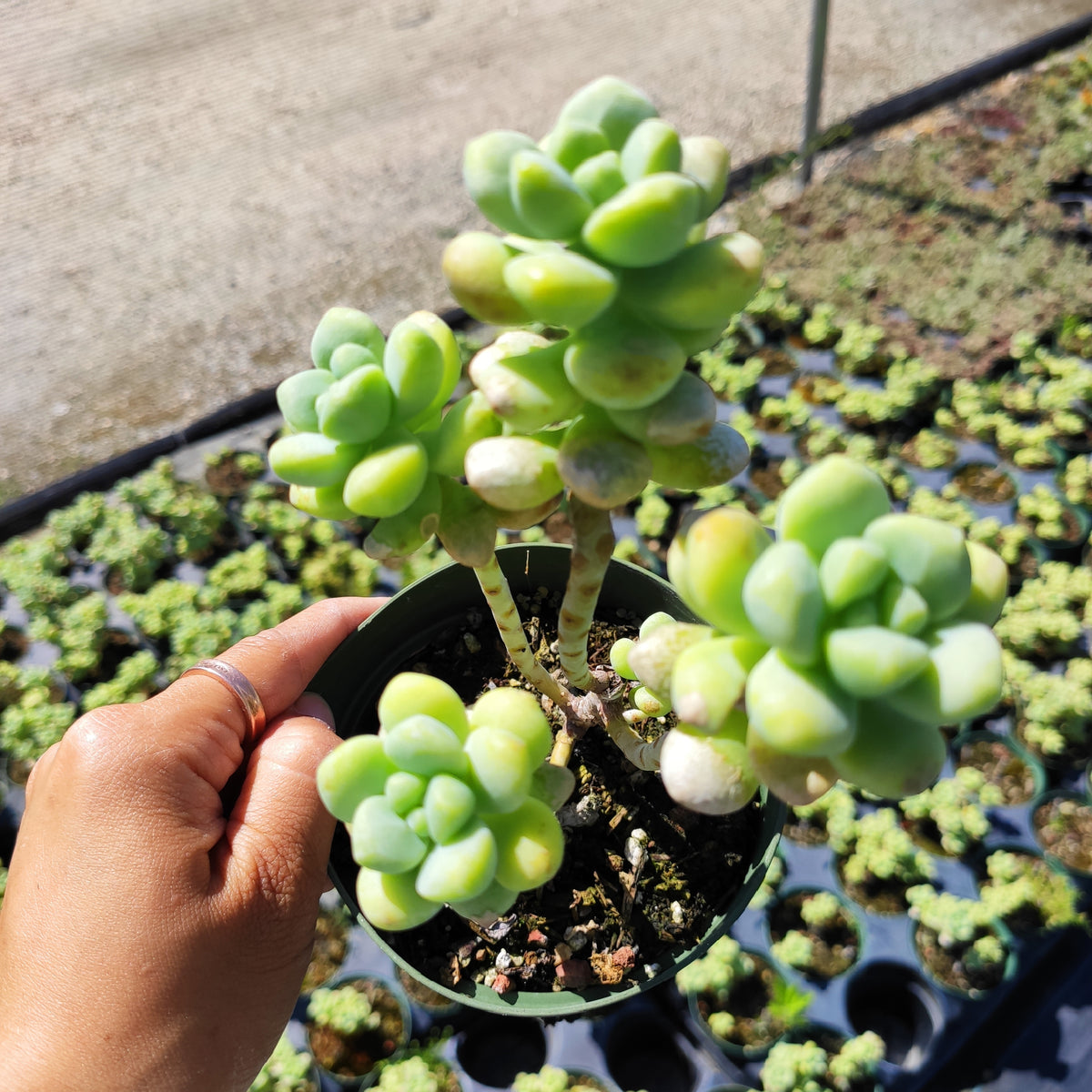 Sedum treleasei in pot with greenhouse background.