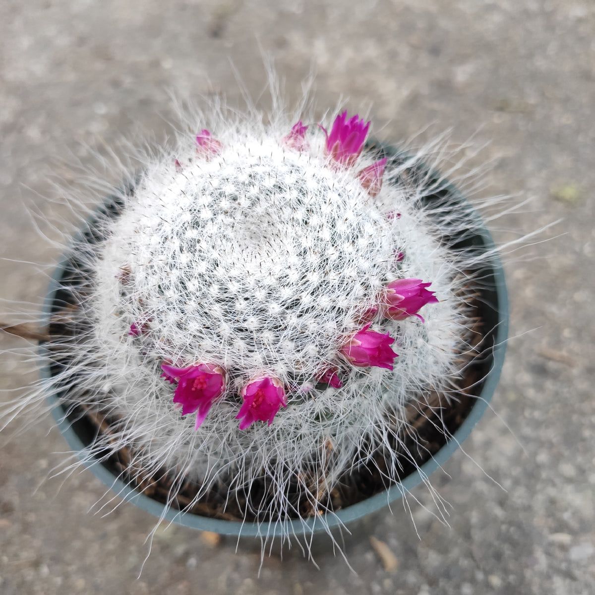 Mammillaria Hahniana Old Lady Cactus in bloom with pink flowers.