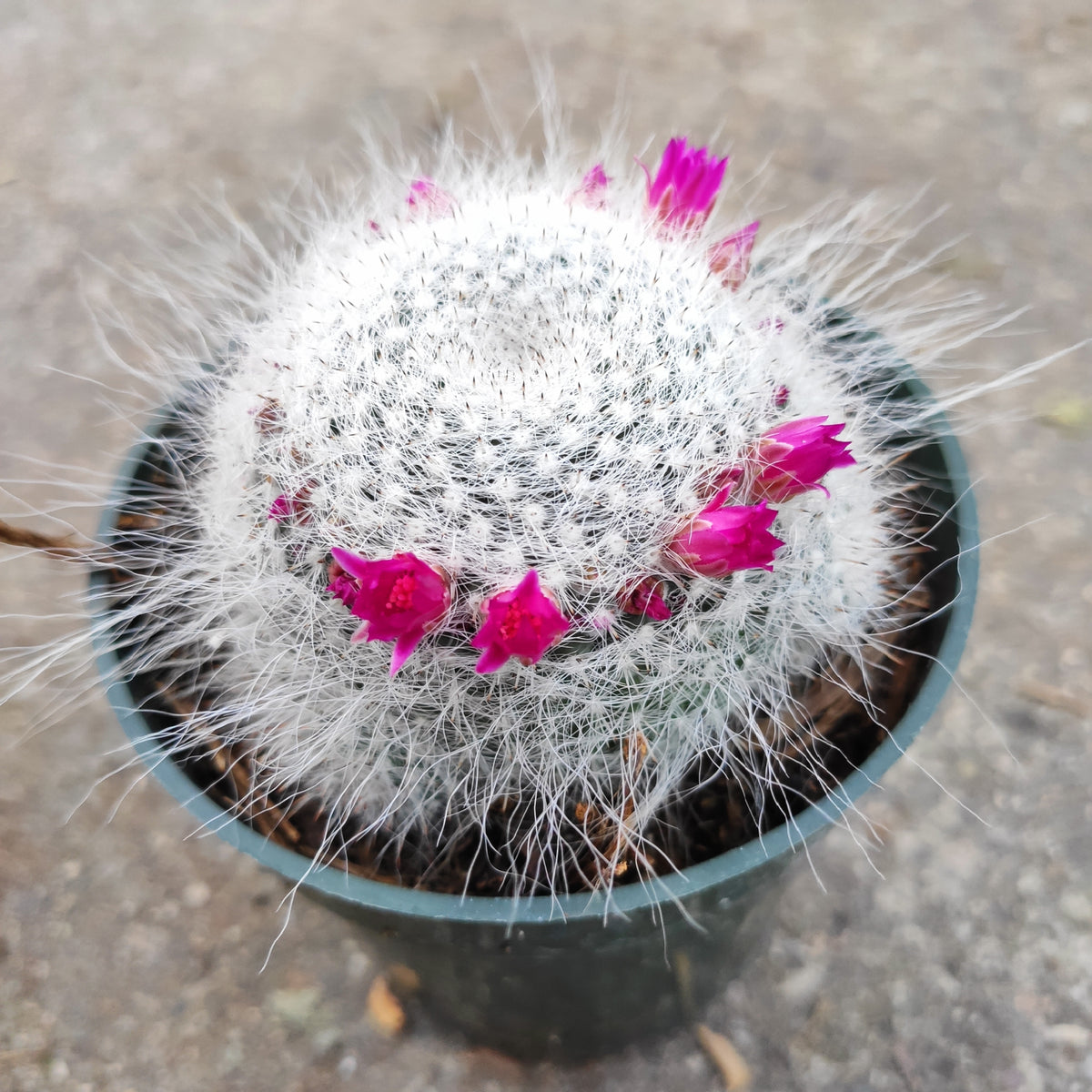 Mammillaria Hahniana cactus with pinkish-purple crown blooms.