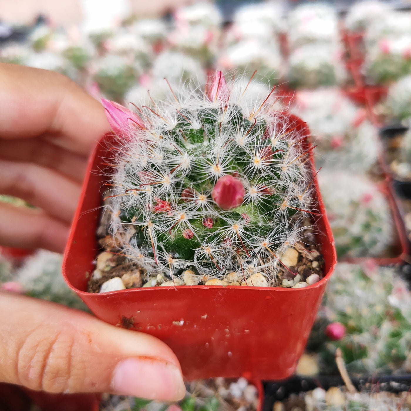 Mammillaria bocasana - Powder Puff Cactus - Succulents Depot
