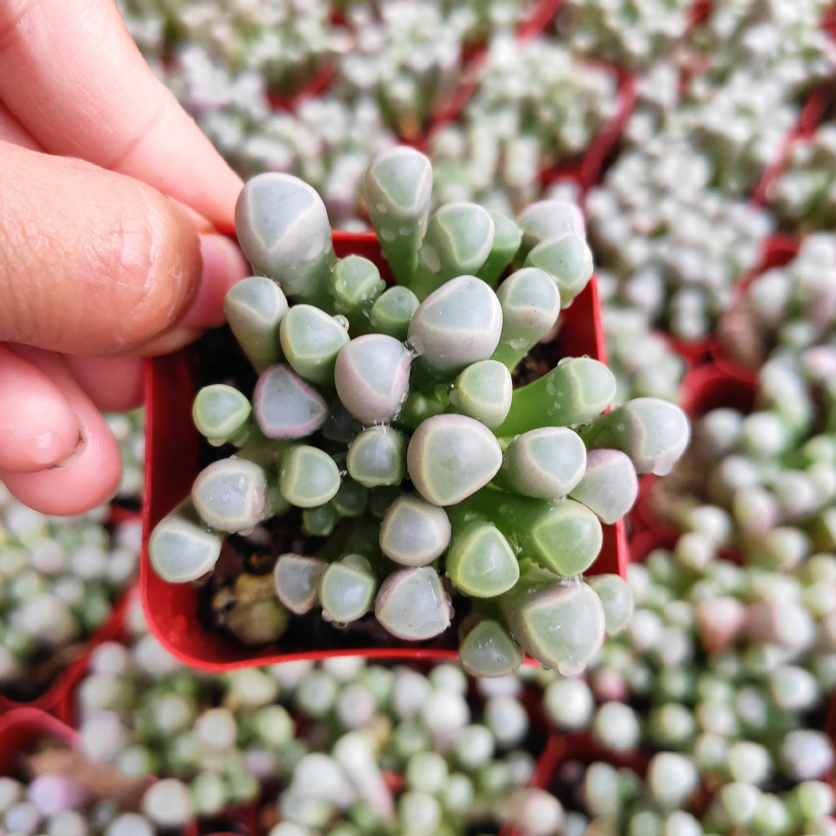 Fenestraria rhopalophylla 'Baby Toes' succulent in red pot.