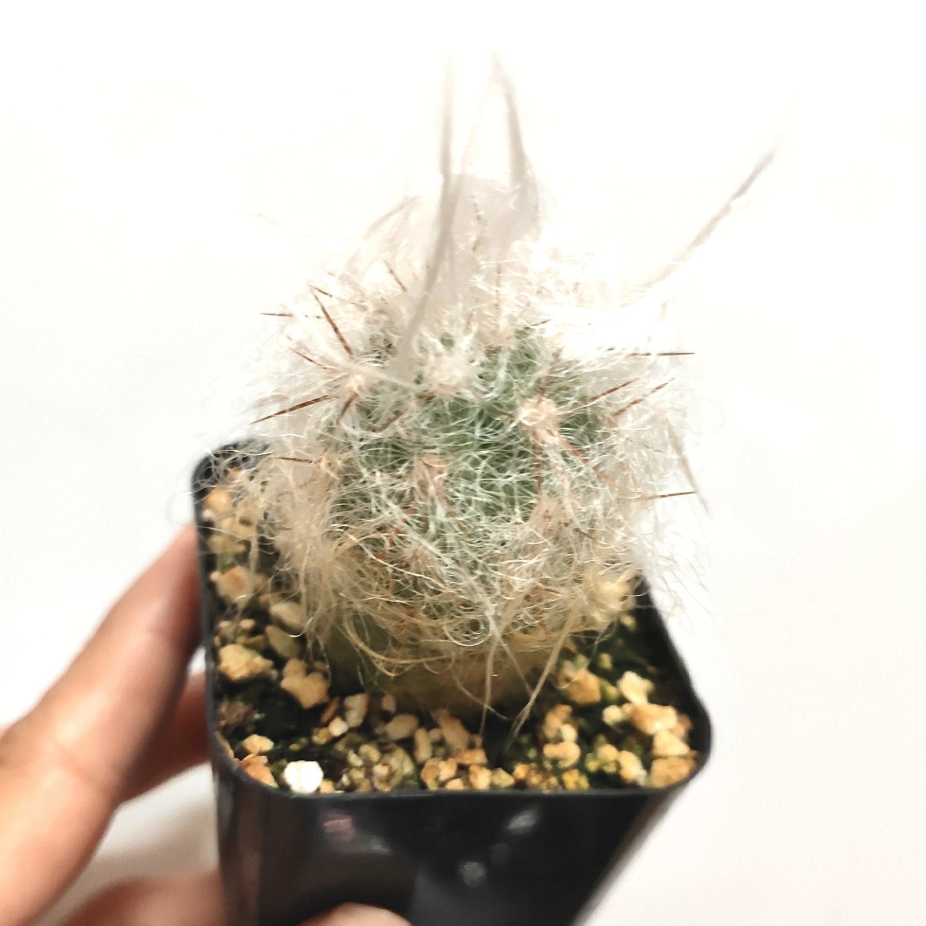 Oreocereus trollii "Old Man" Cactus - Succulents Depot