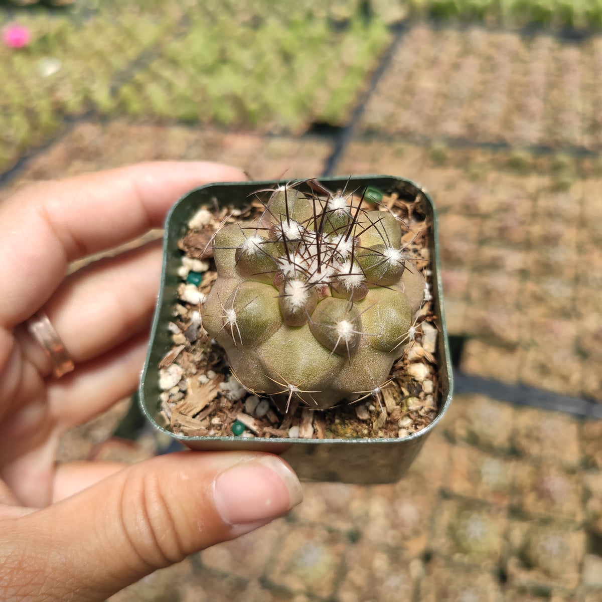 Neochilenia Heinrichiana Setosiflora Cactus, potted, held in hand.