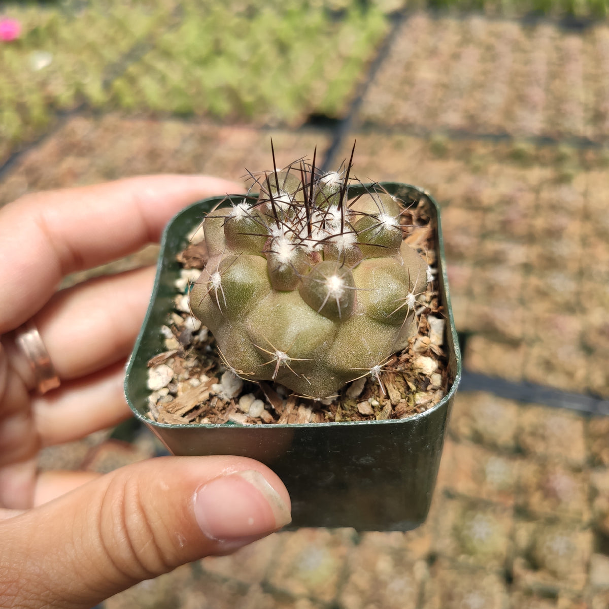 Neochilenia Heinrichiana Setosiflora Cactus in a green pot.