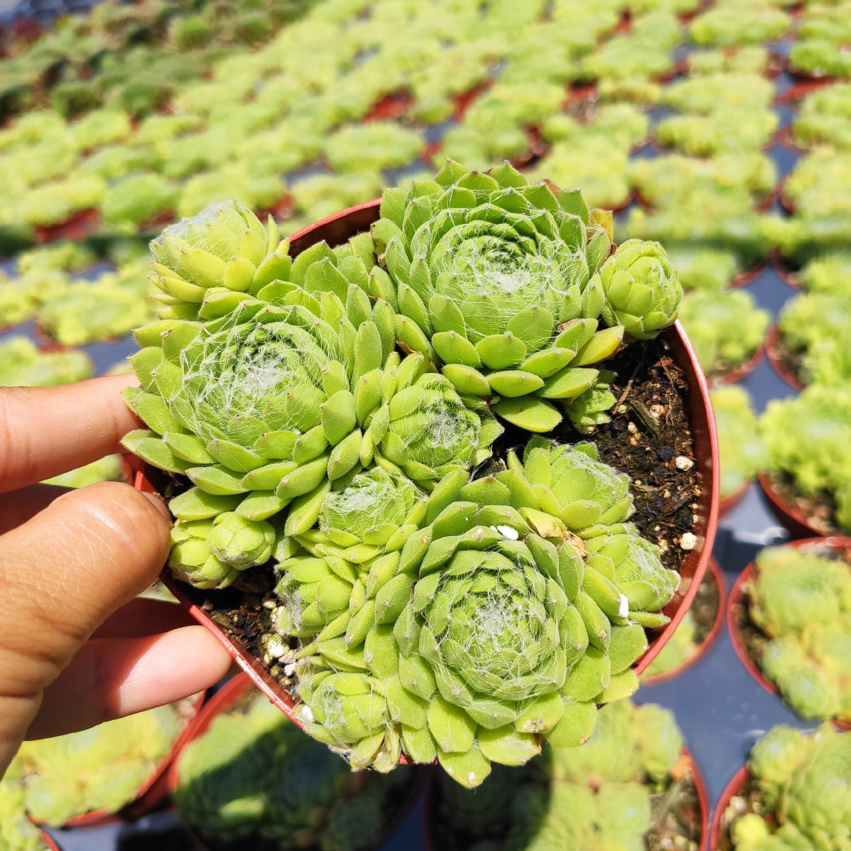 chicks succulent hens and chicks round pot cost 4 pot Sempervivum soboliferum Rolling Hen and Chicks